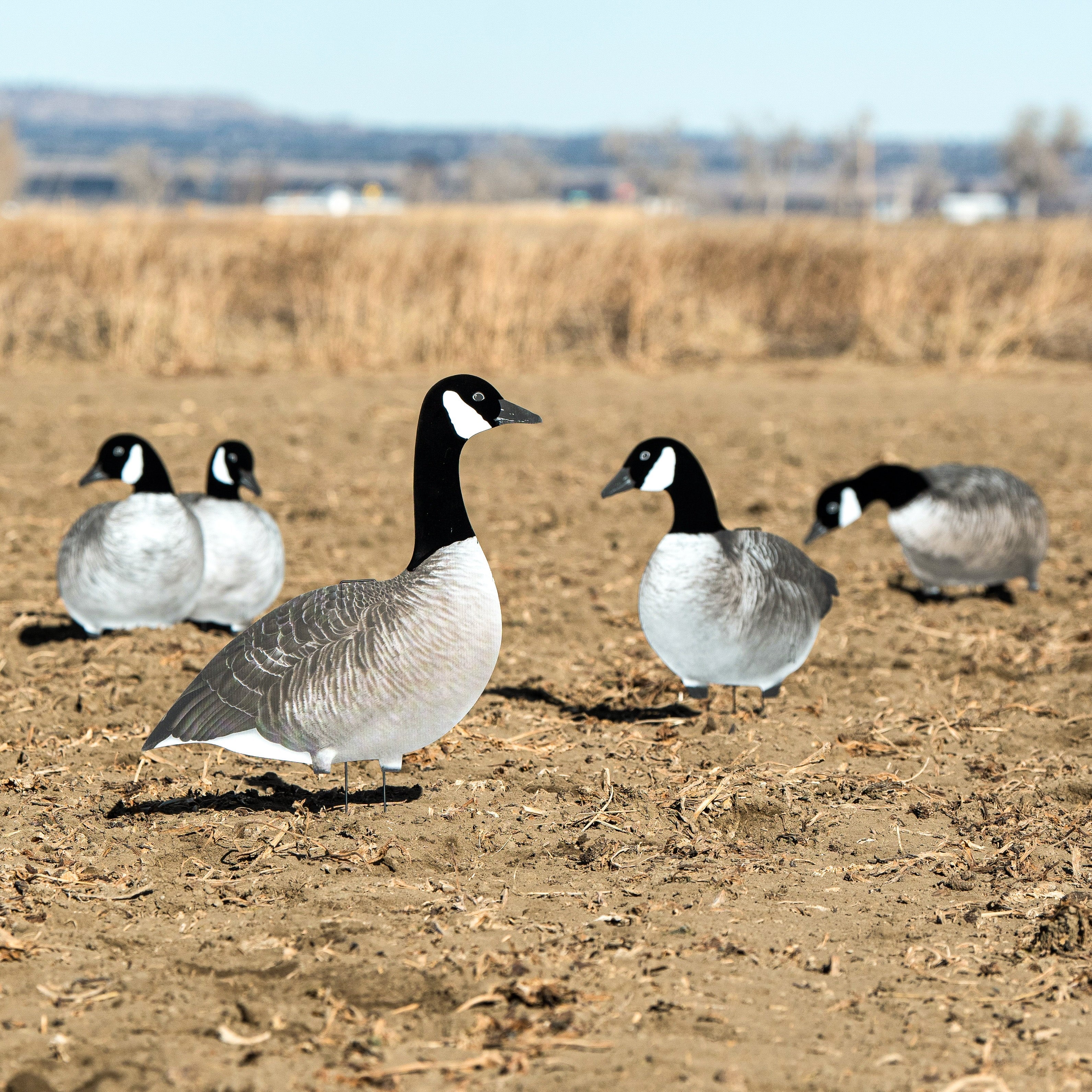 Alternate Flocked Canada Goose Silhouettes silhouettes
