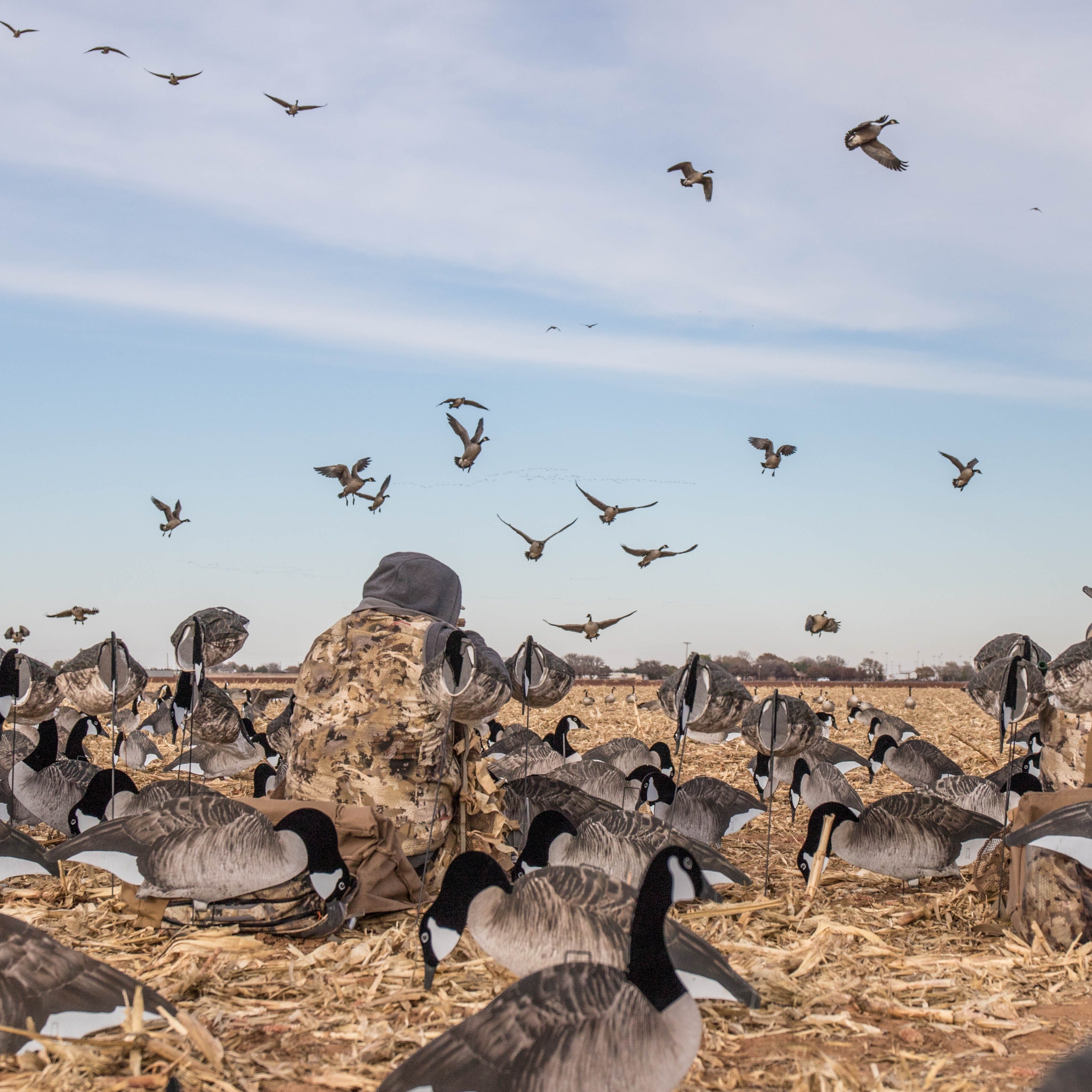 Tall Canada Goose Socks socks
