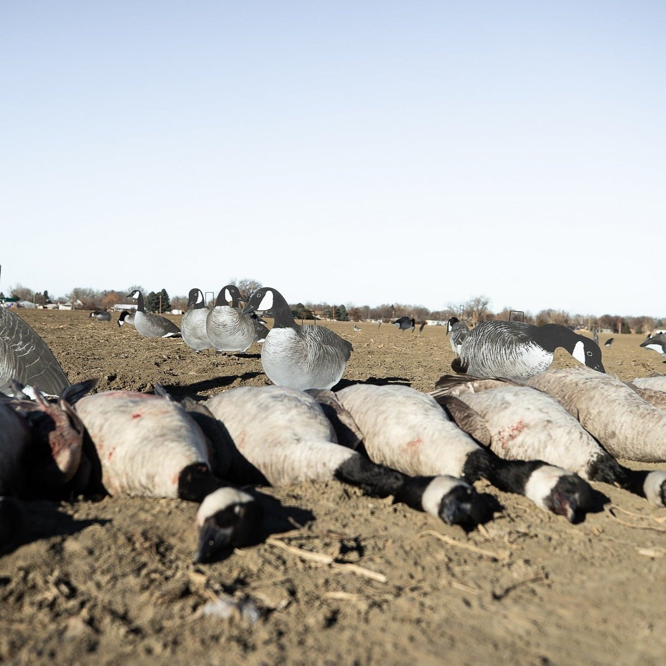 Alternate Canada Goose Silhouettes silhouettes