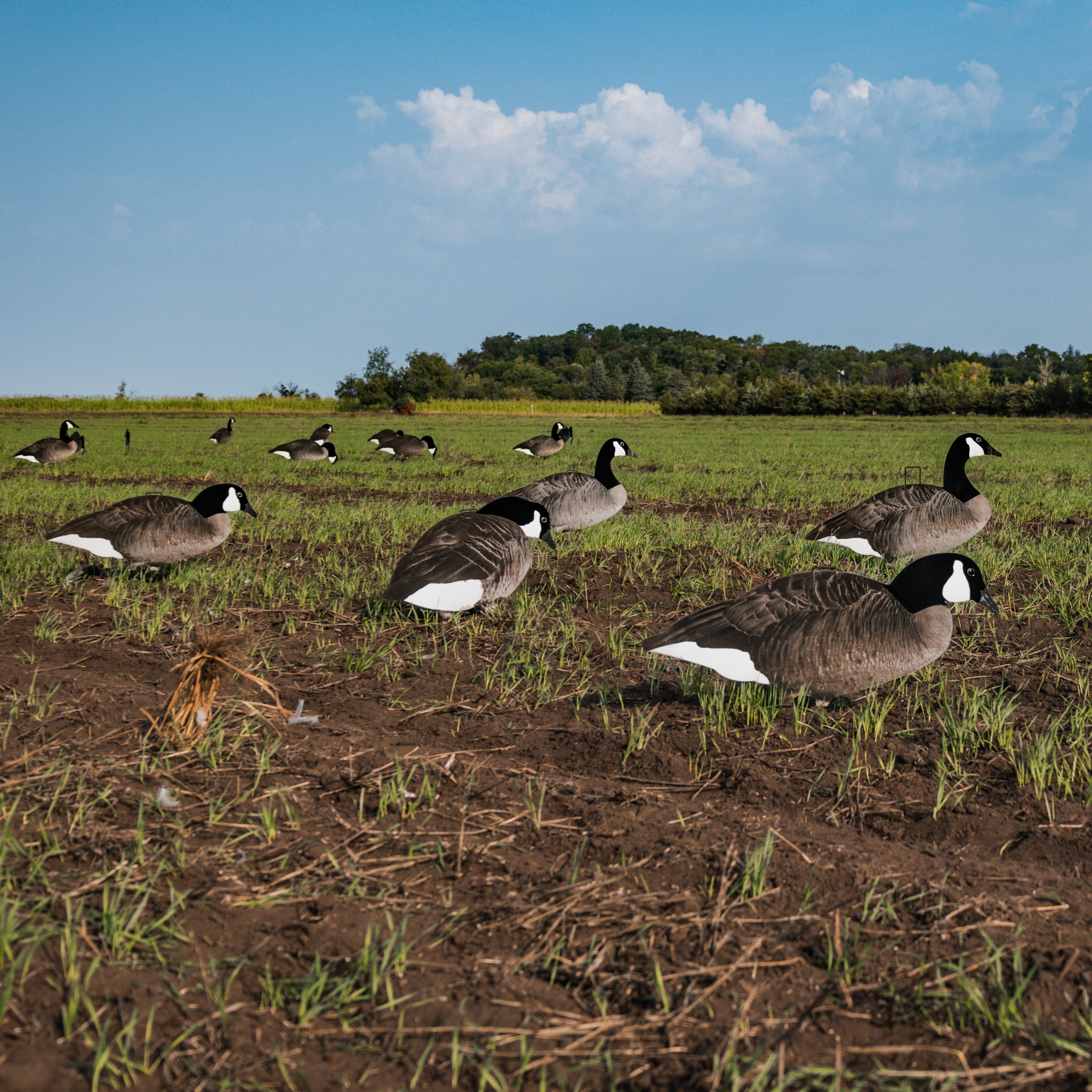 Fully Flocked Canada Goose Silhouettes silhouettes