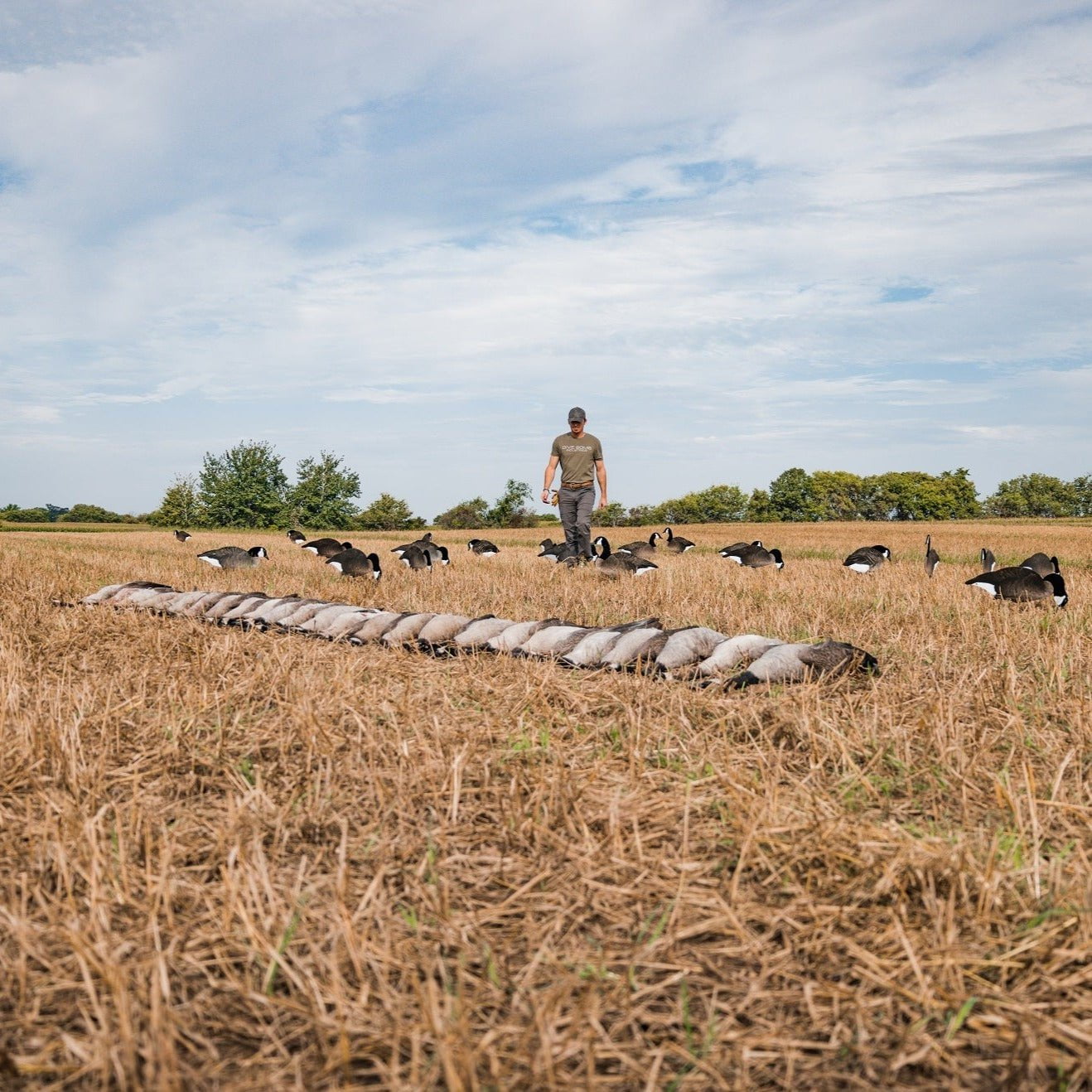 Fully Flocked Canada Goose Silhouettes silhouettes