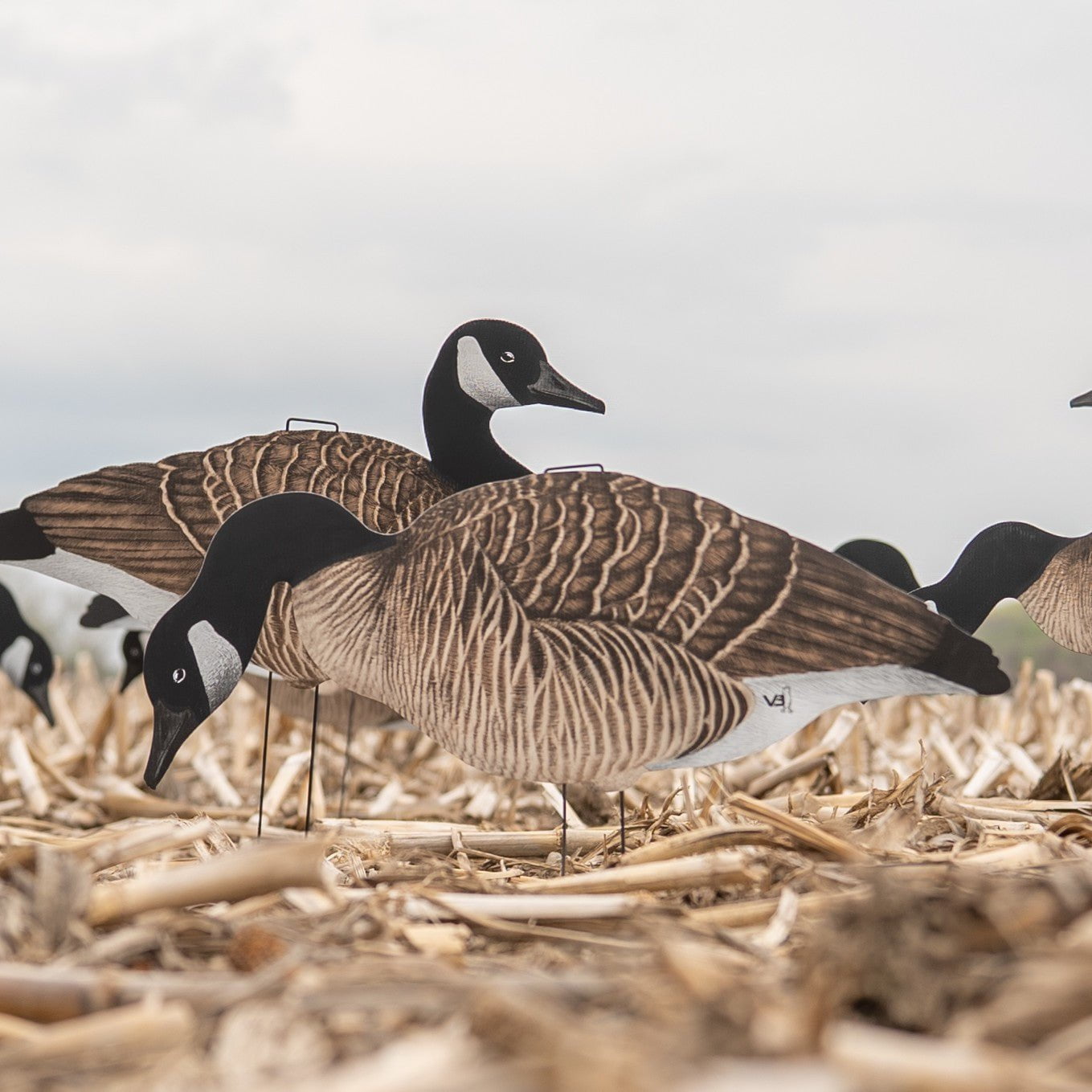 V3 Canada Silhouettes silhouettes