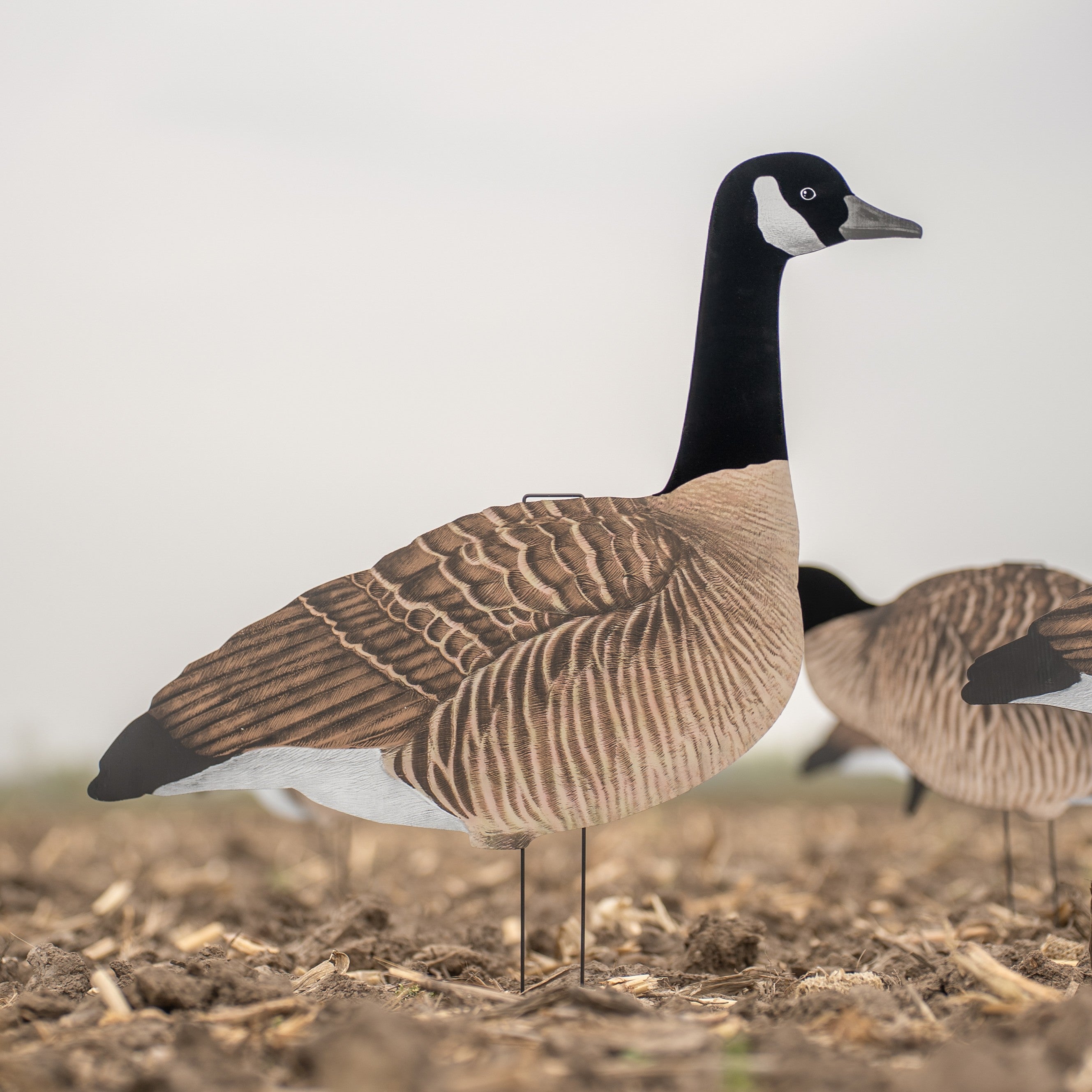 V3F Flocked Canada Silhouettes silhouettes