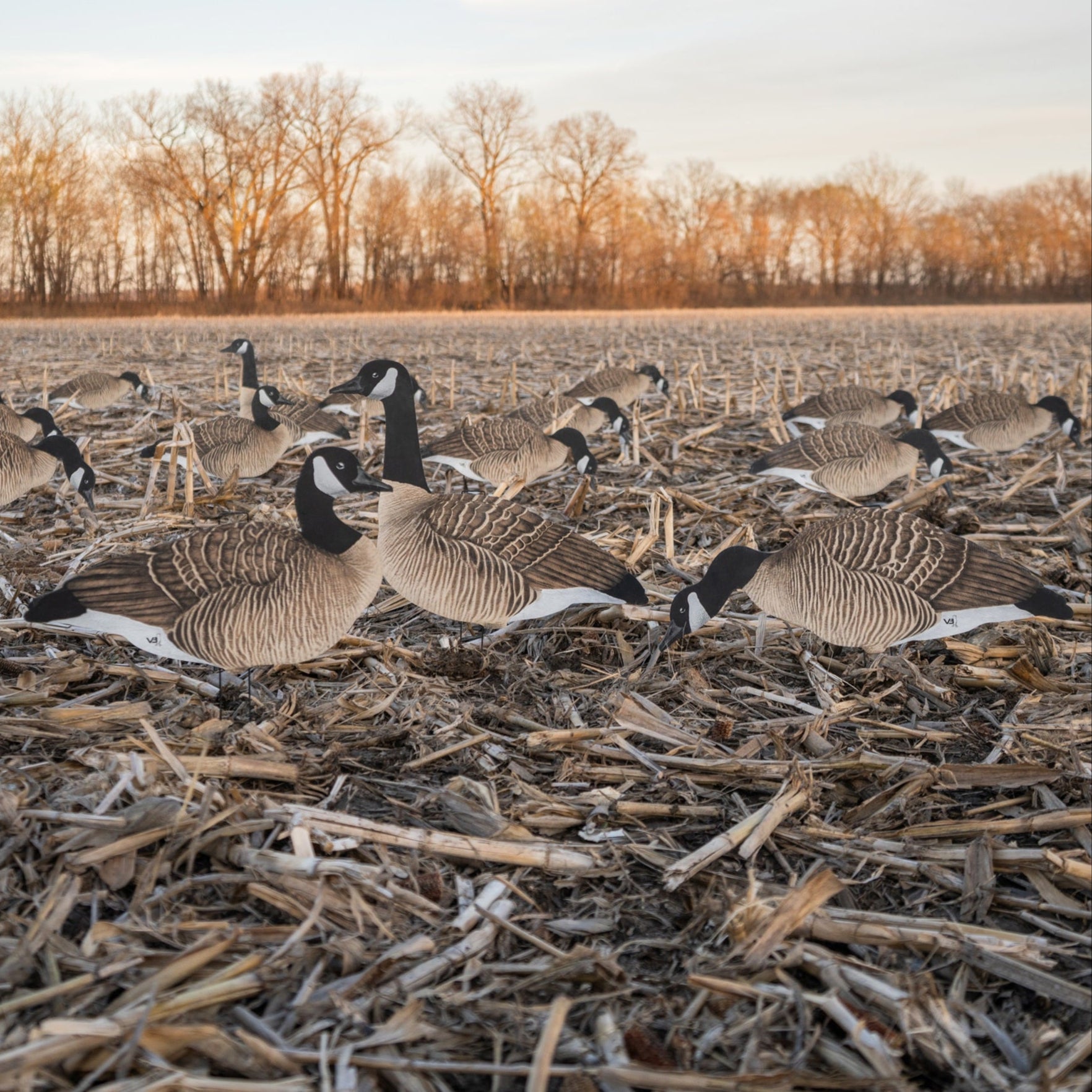 V3 Canada Silhouettes silhouettes