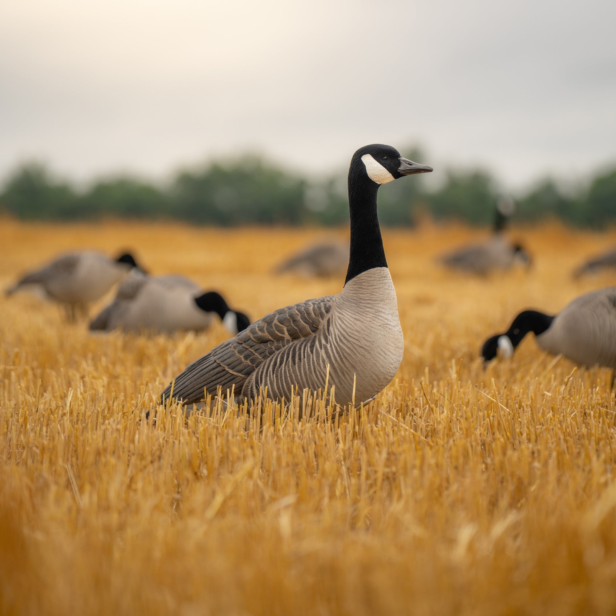Canada Goose Full Bodies Full Bodies