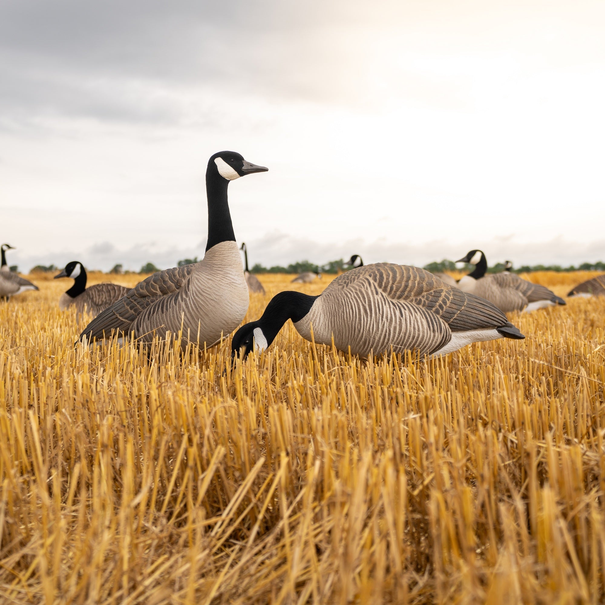 Canada Goose Full Bodies Full Bodies