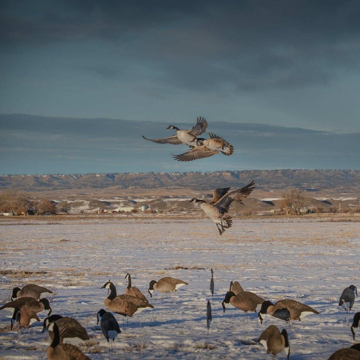 Fully Flocked Canada Goose Silhouettes silhouettes