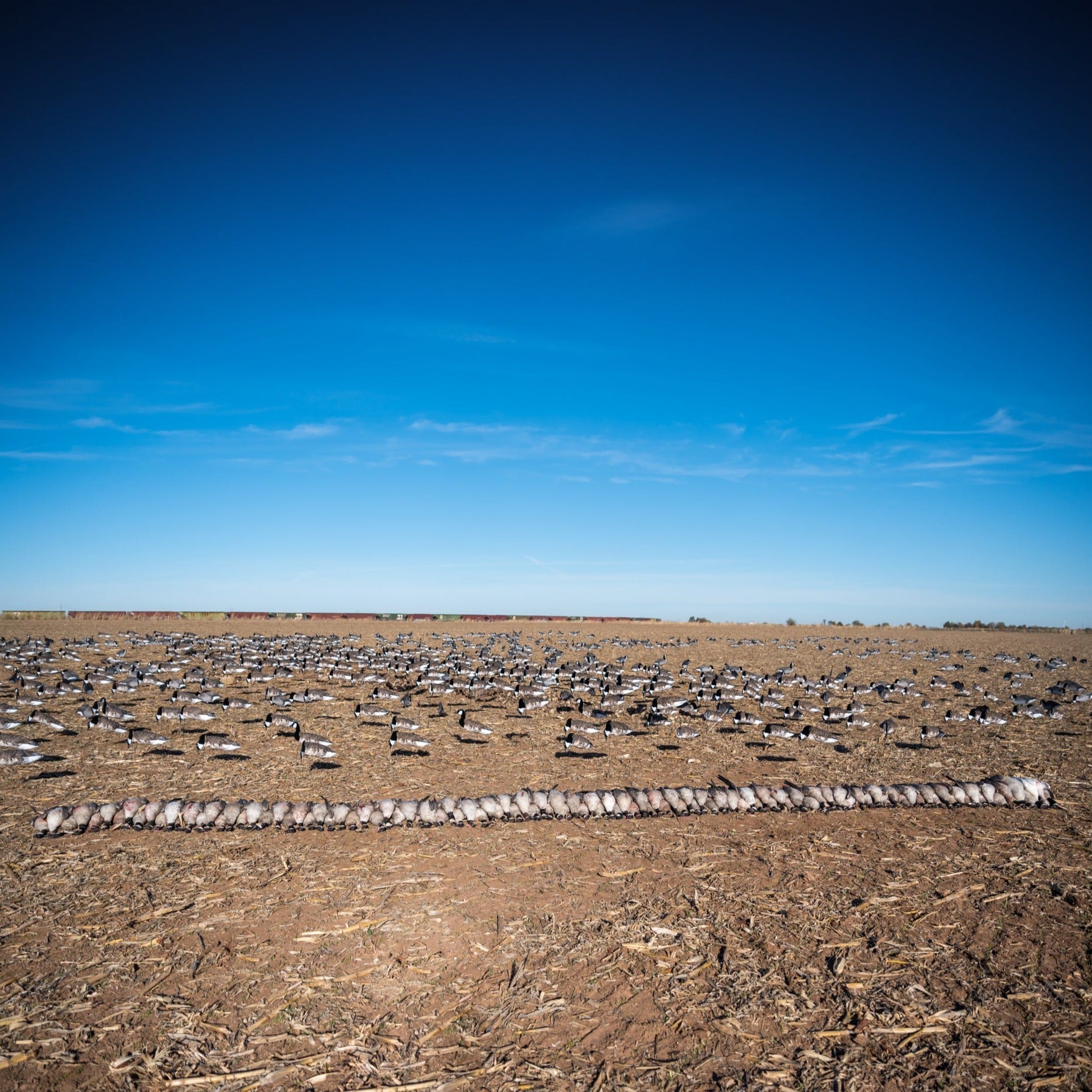 Canada Goose Socks socks