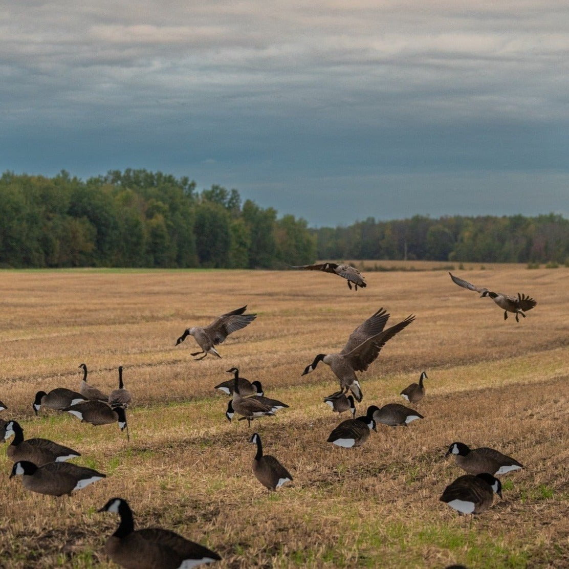 Fully Flocked Canada Goose Silhouettes silhouettes