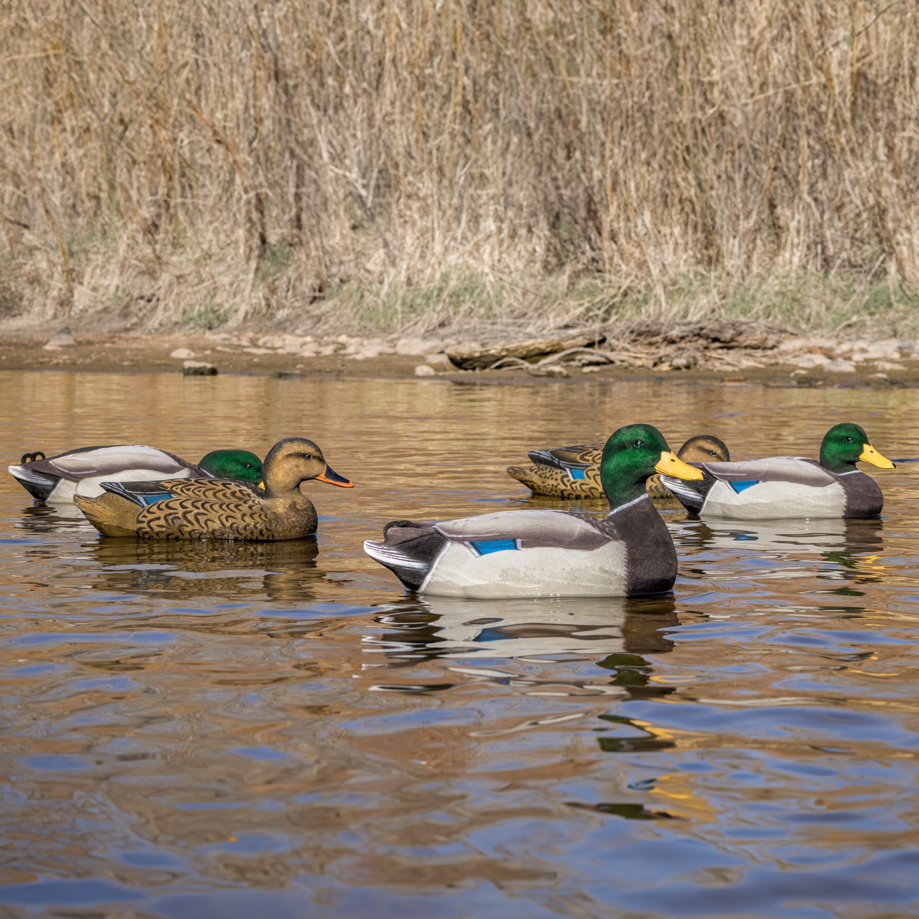 Fully Flocked Mallard Floaters Floaters
