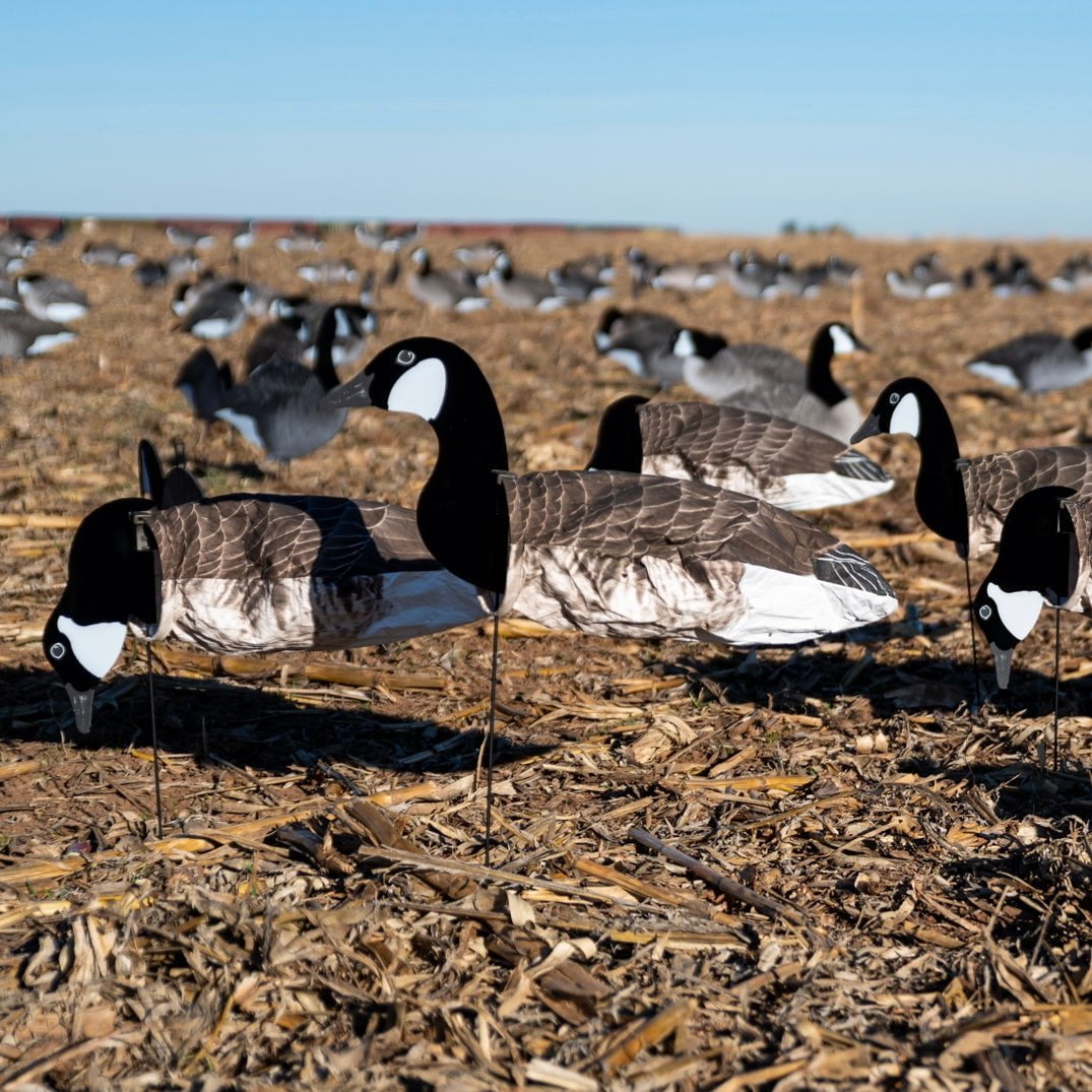 Canada Goose Socks socks