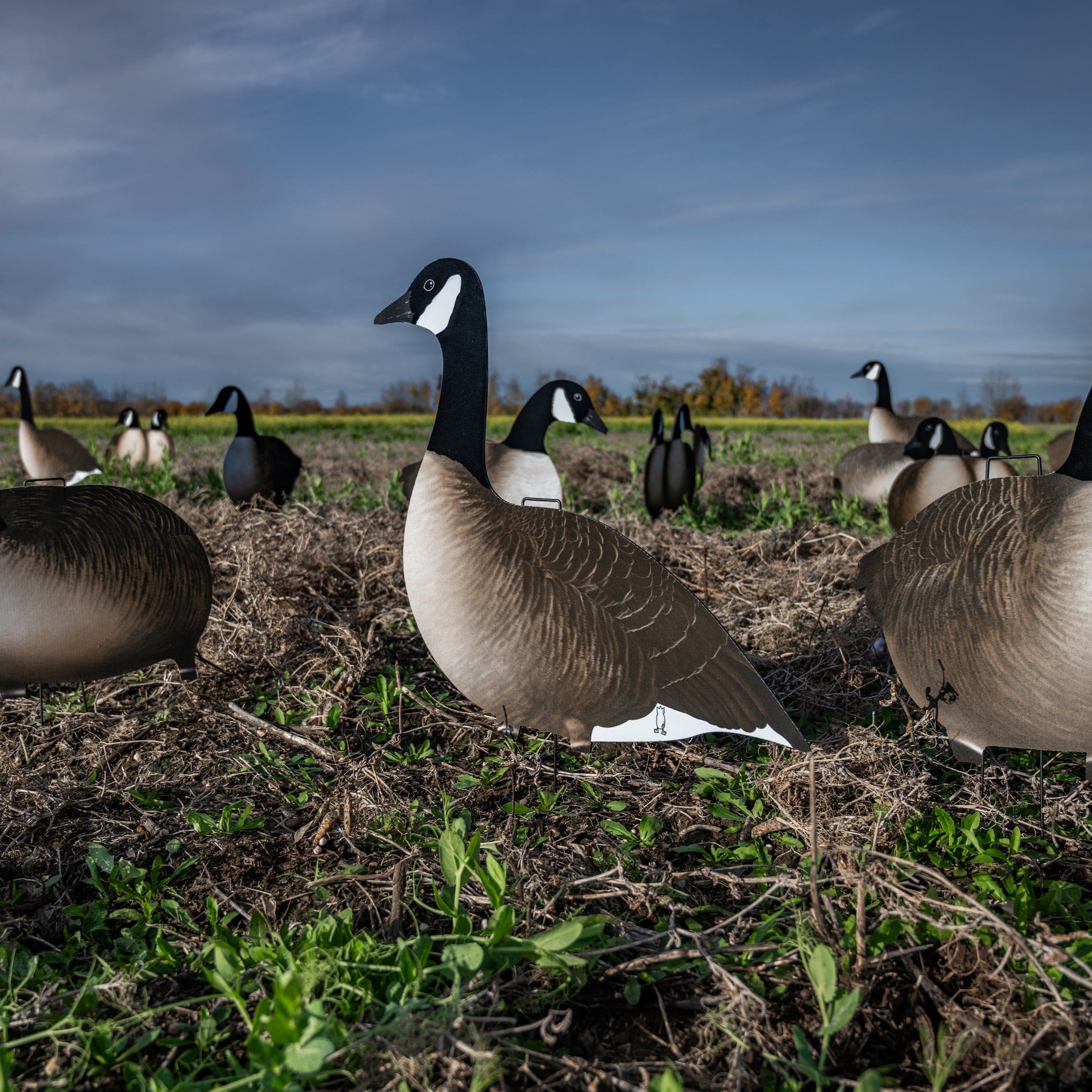 Alternate Fully Flocked Canada Goose Silhouettes silhouettes