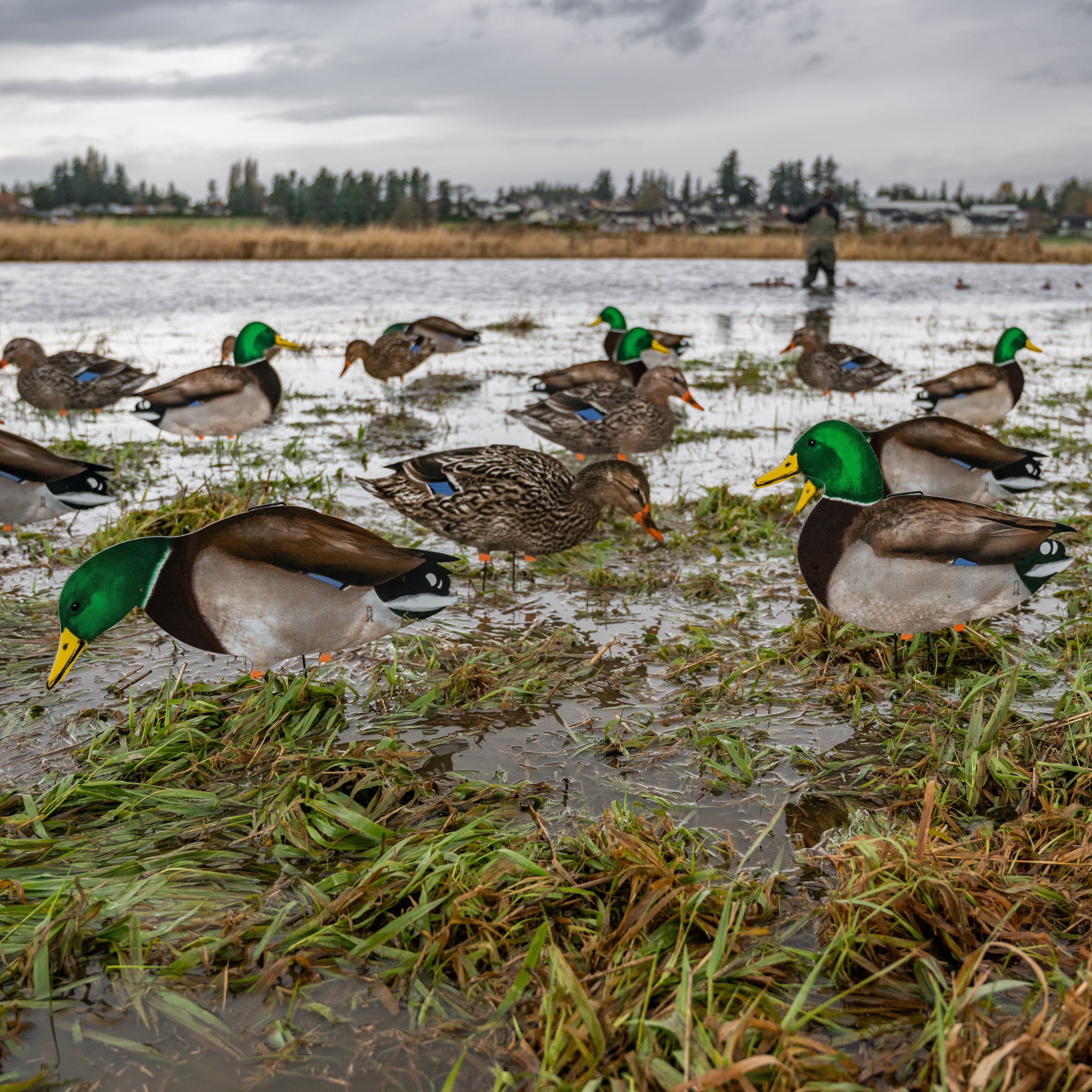 Fully Flocked Mallard Silhouettes silhouettes 1 dz