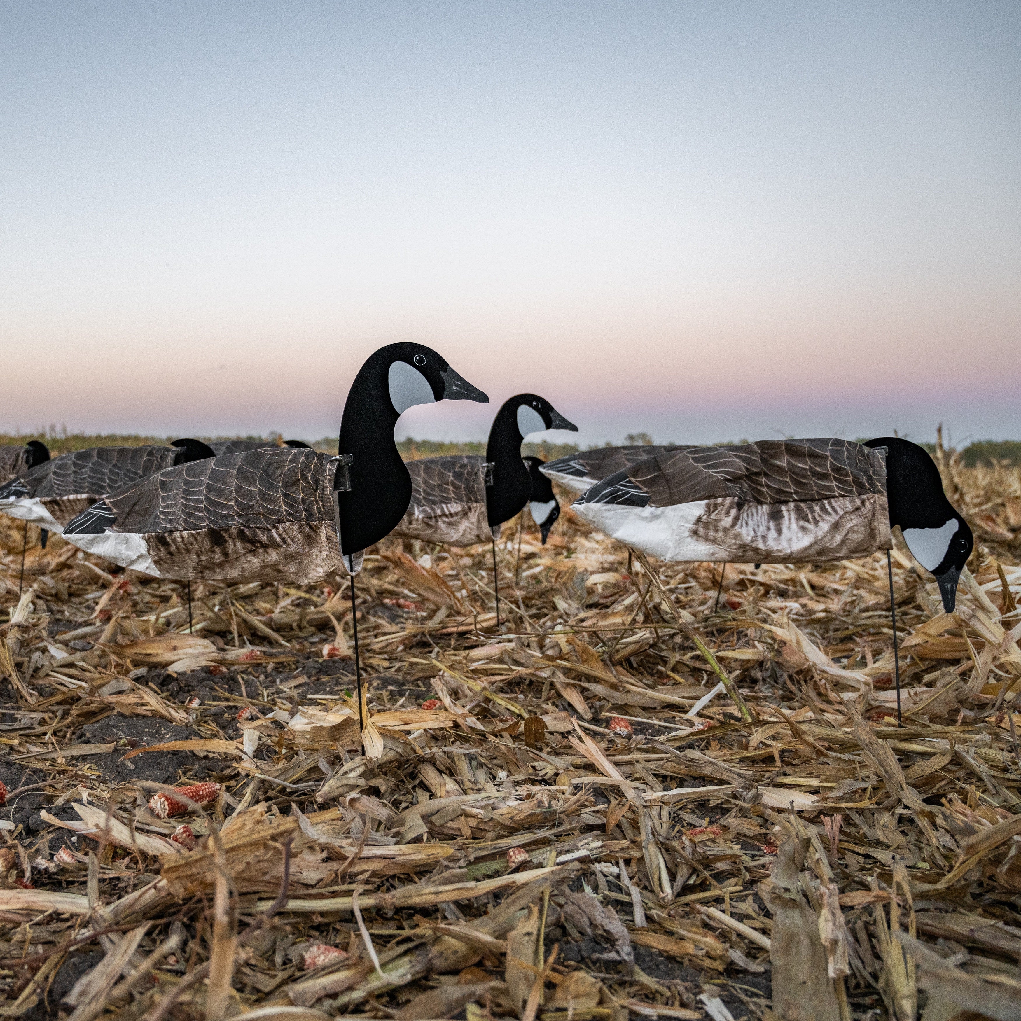 Canada Goose Socks socks