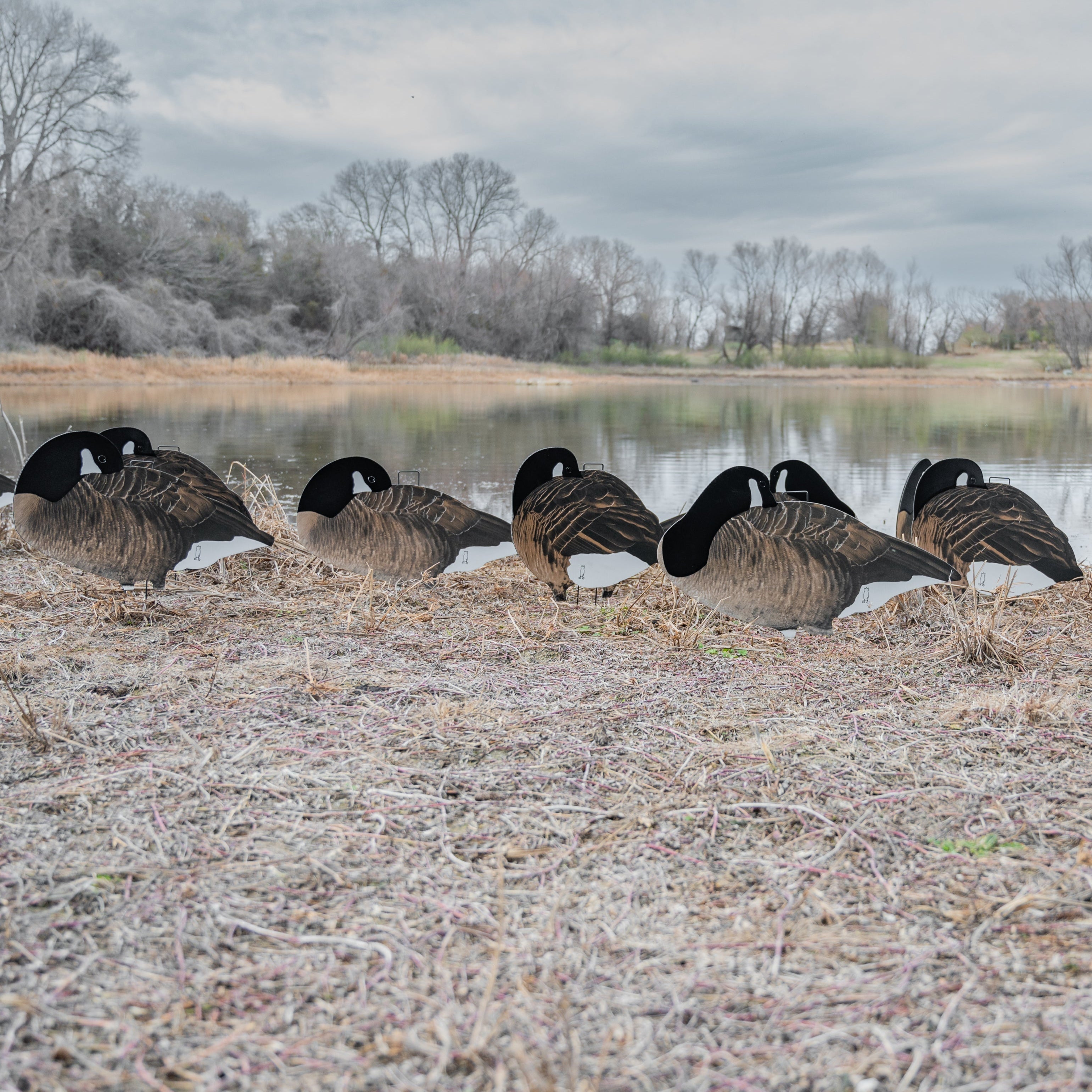 Fully Flocked Sleeper Canada Goose Silhouettes silhouettes