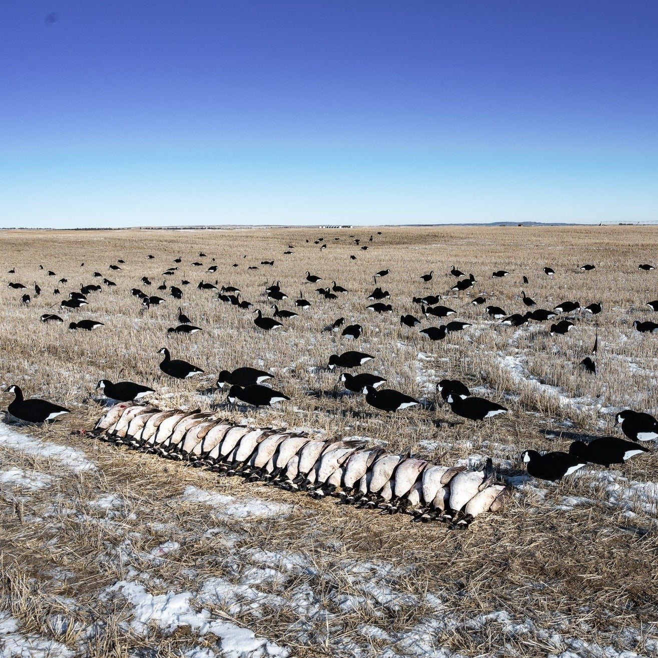 Black and White Silhouettes silhouettes