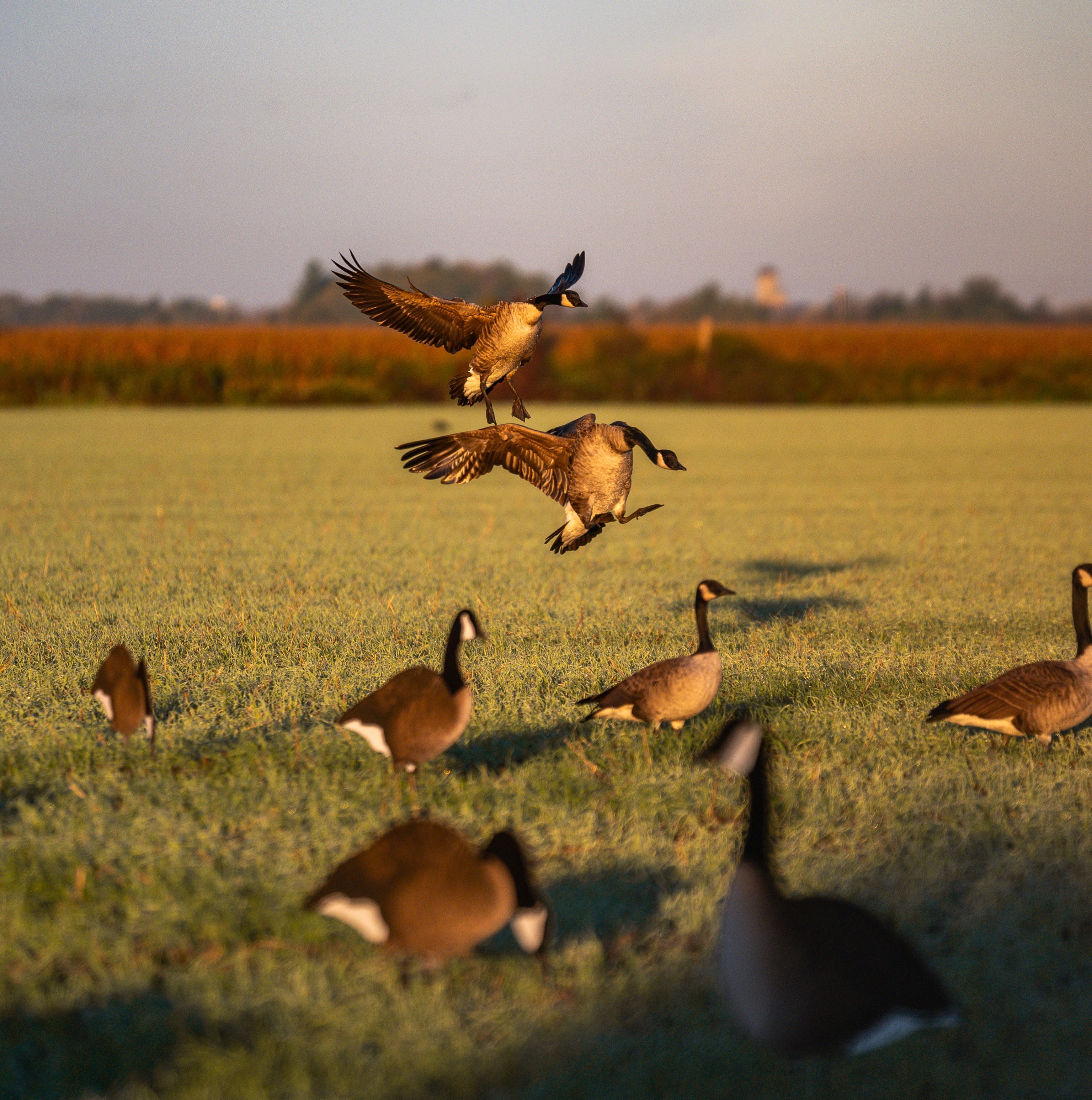 Fully Flocked Canada Goose Silhouettes silhouettes