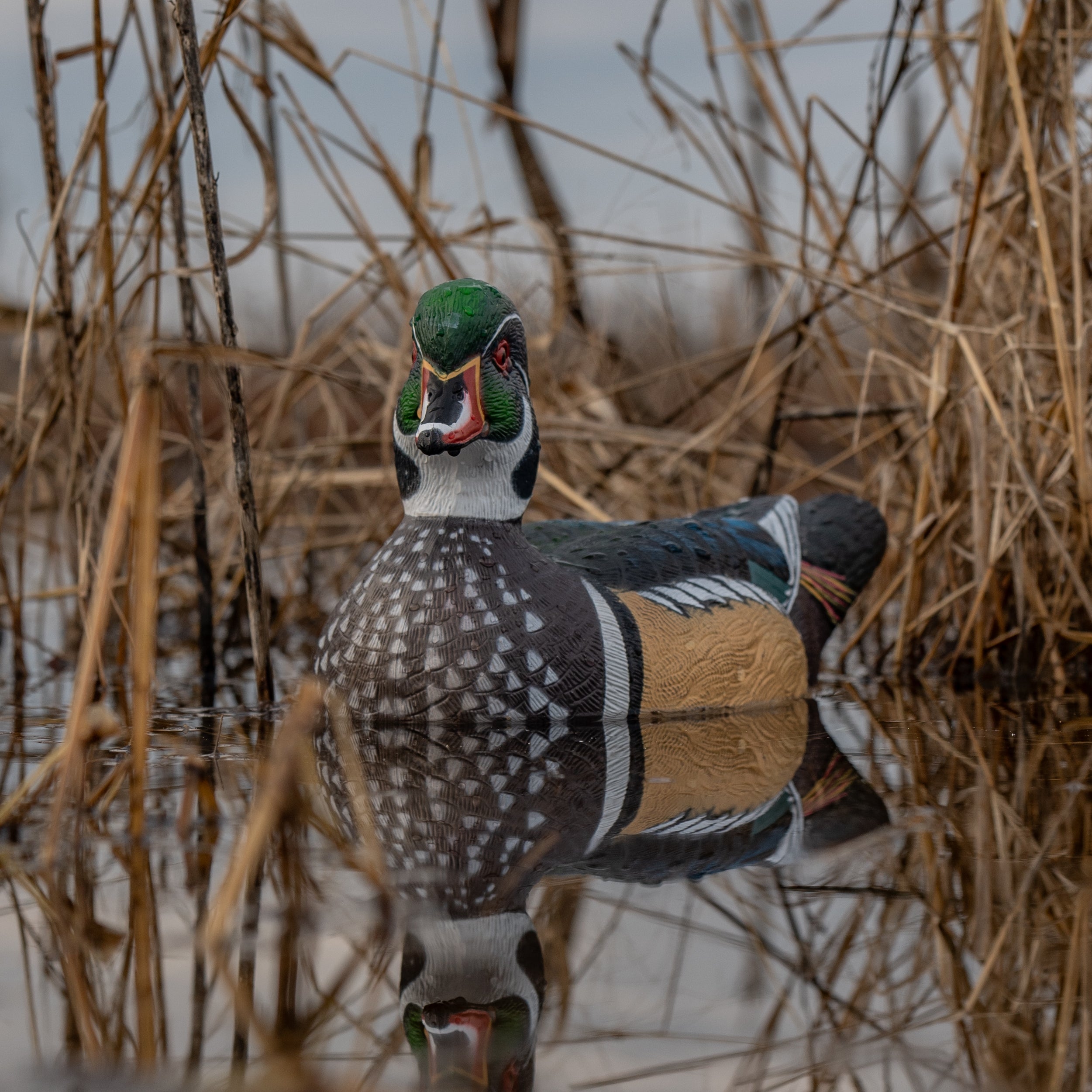 Wood Duck Floaters Floaters