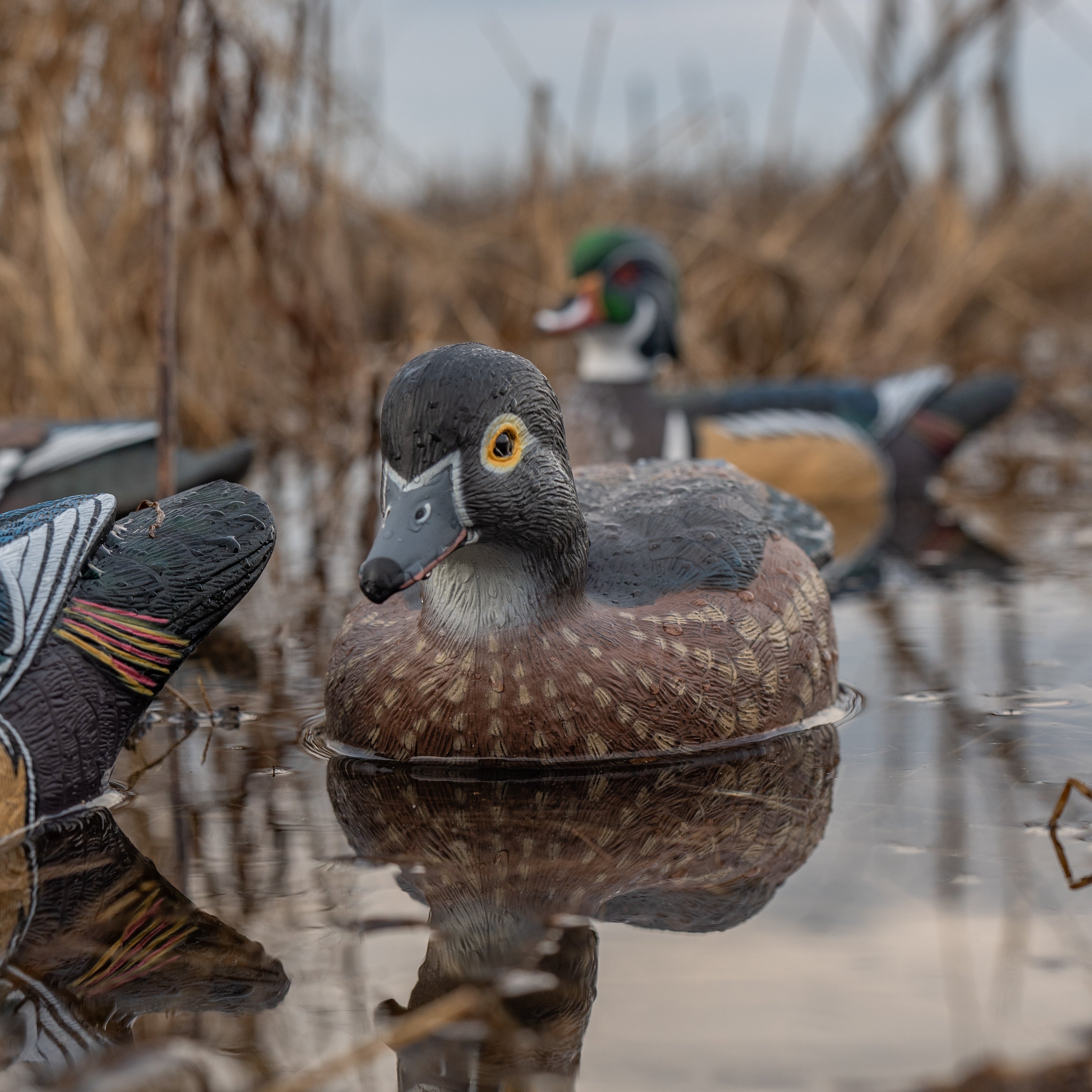 Wood Duck Floaters Floaters