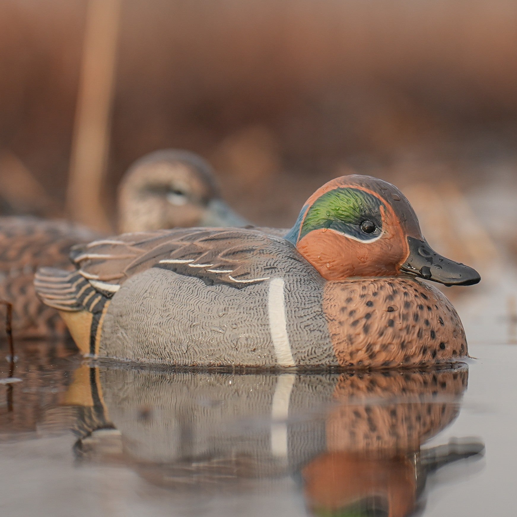 Green-winged Teal Floaters Floaters