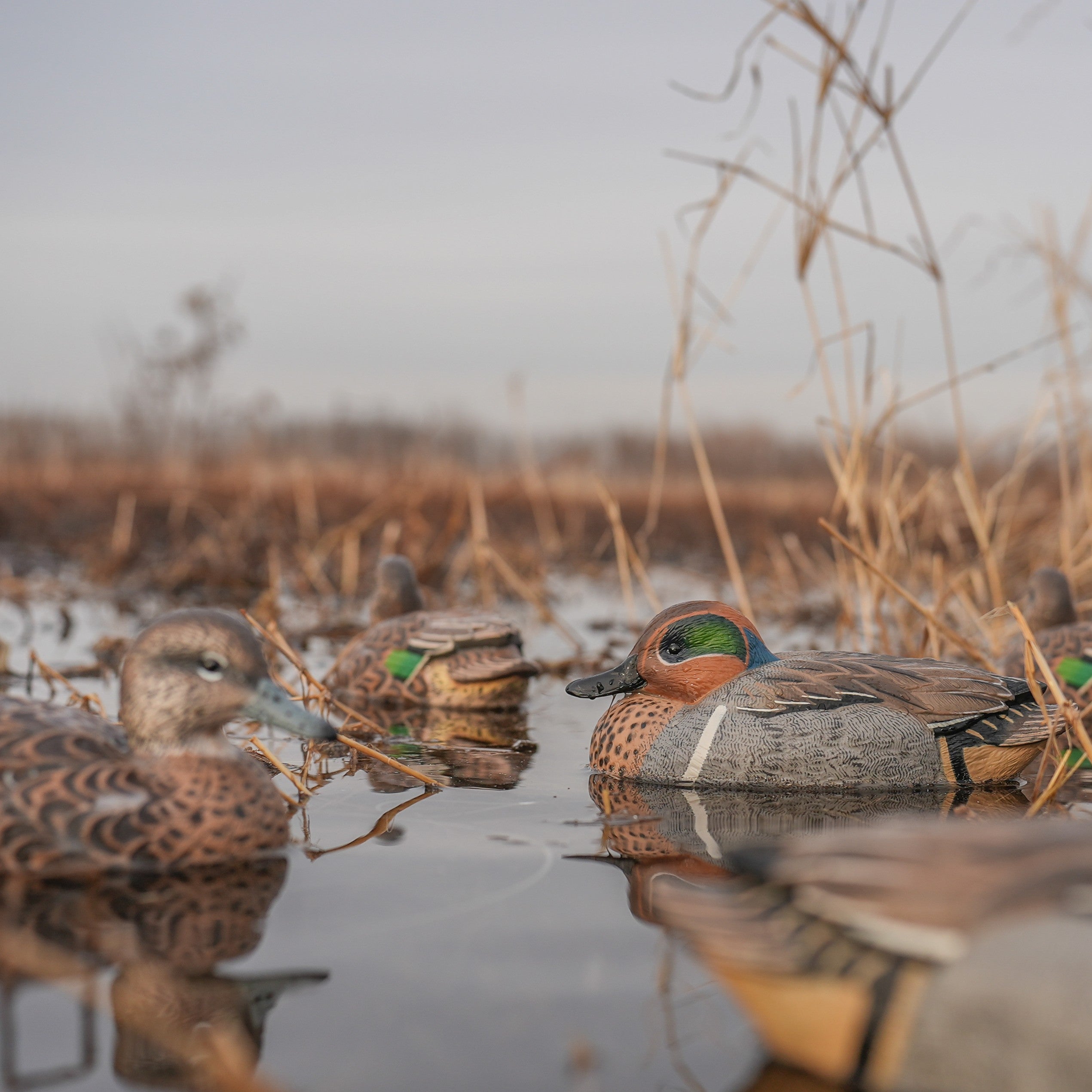 Green-winged Teal Floaters Floaters