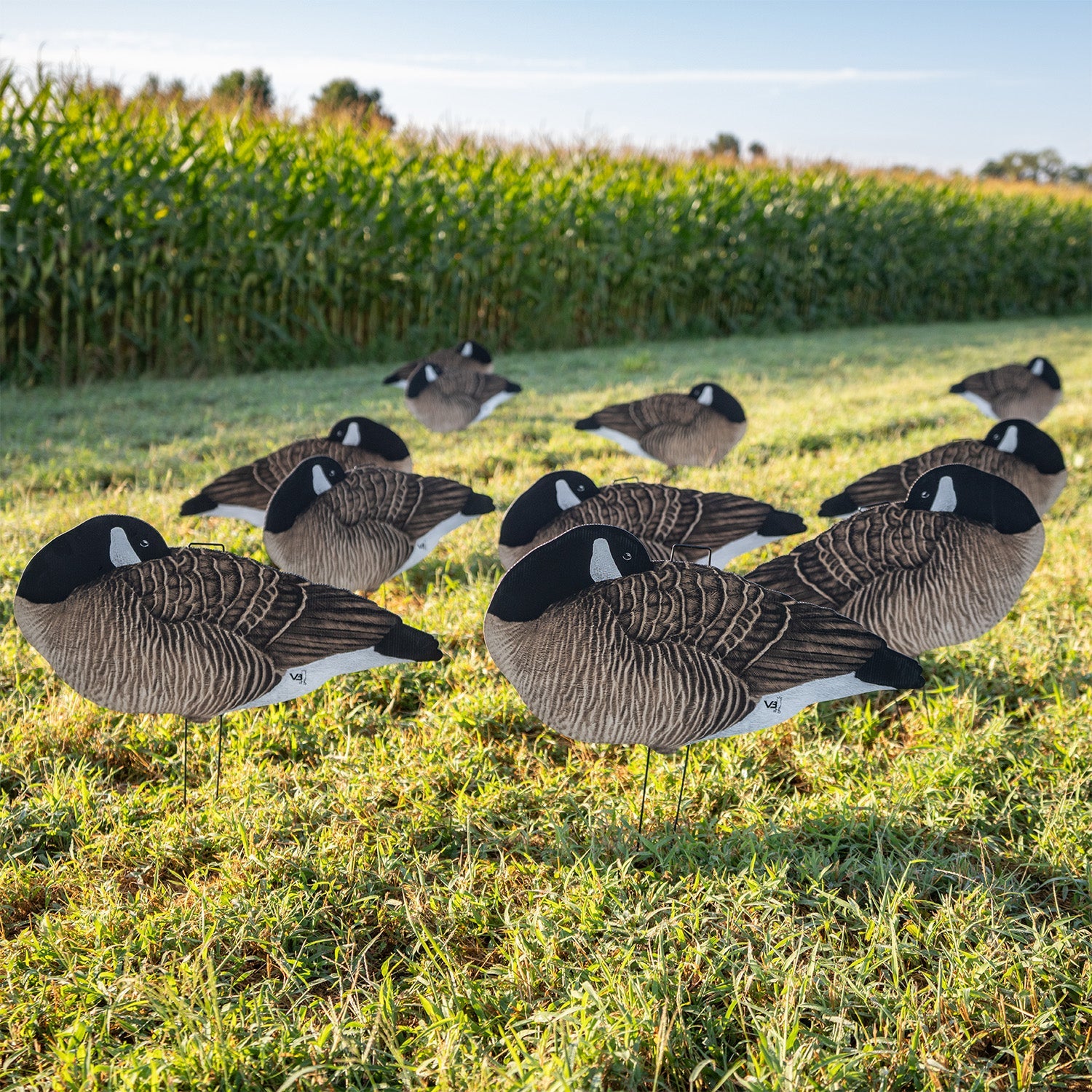 V3 Sleeper Canada Silhouettes silhouettes 1 Dozen