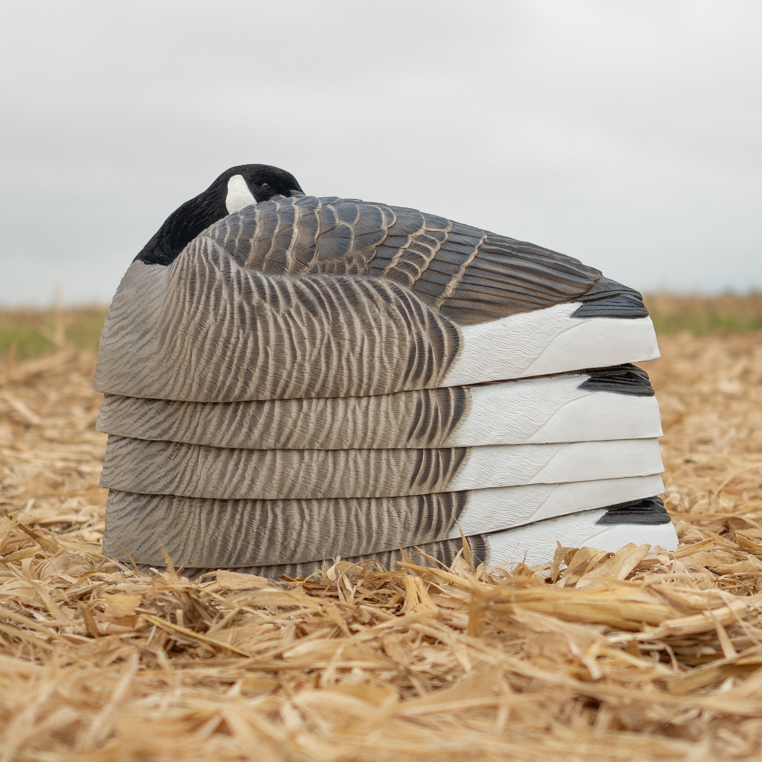 Sleeper Canada Shells Sleeper Shells