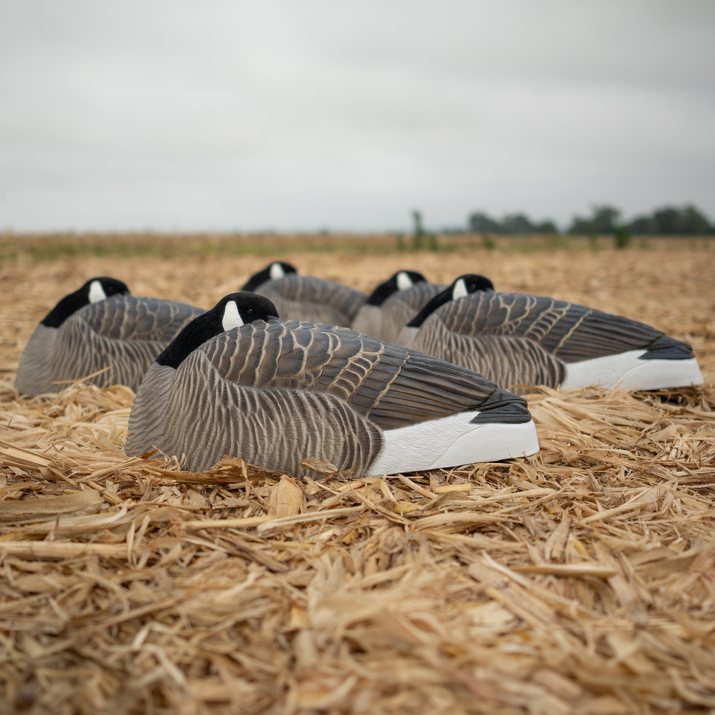 Sleeper Canada Shells Sleeper Shells 6 Pack