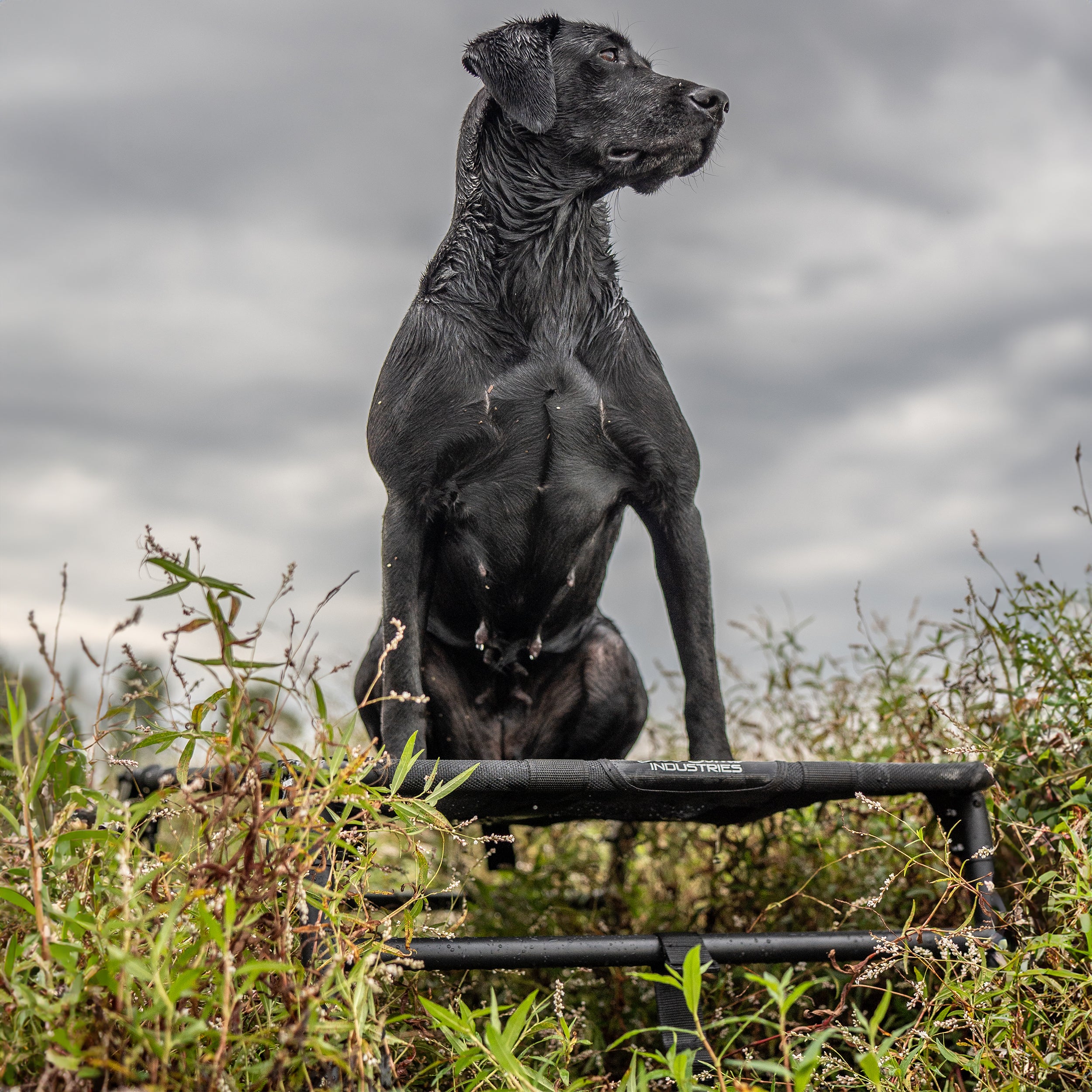 Hunting Dog Stand Tech