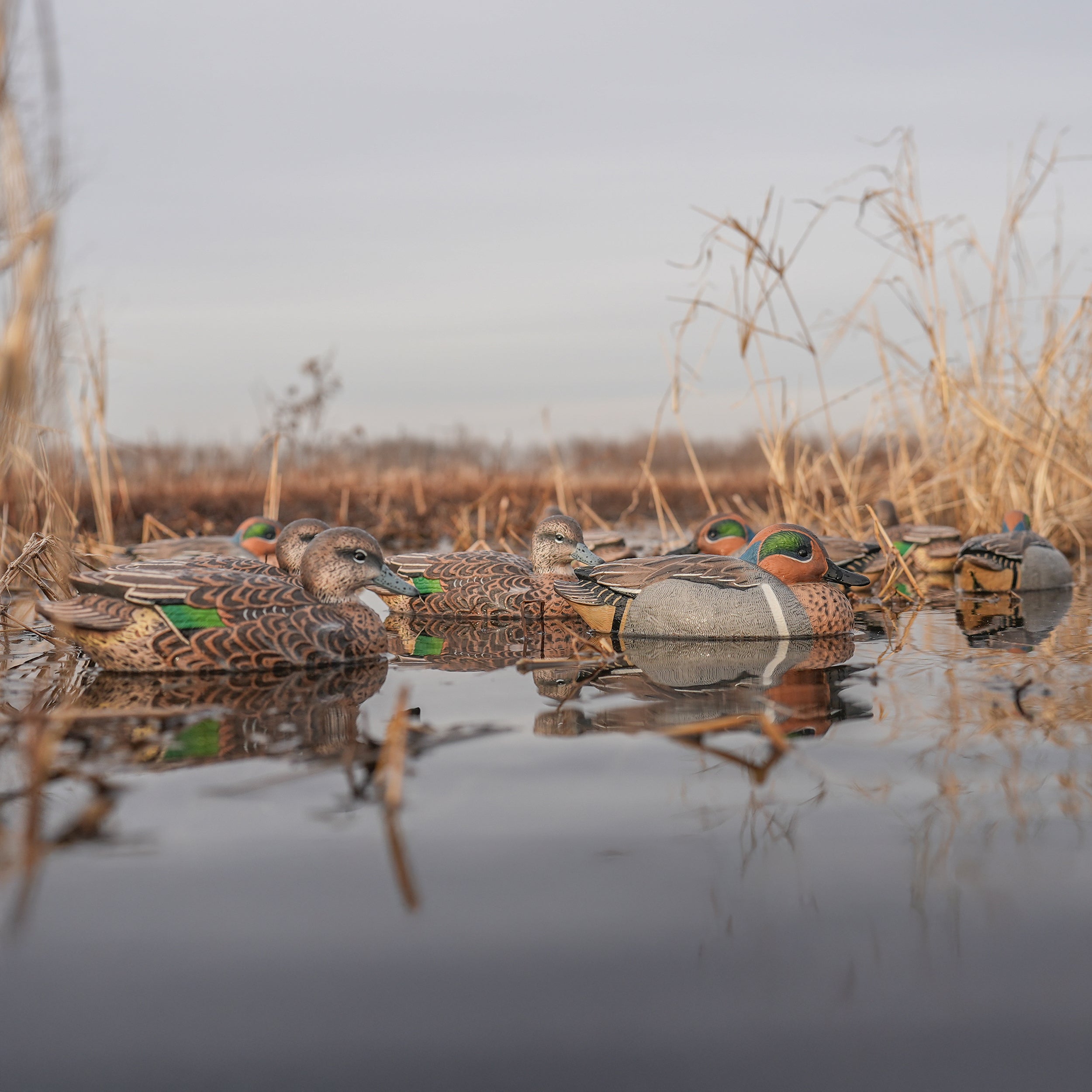 Green-winged Teal Floaters Floaters