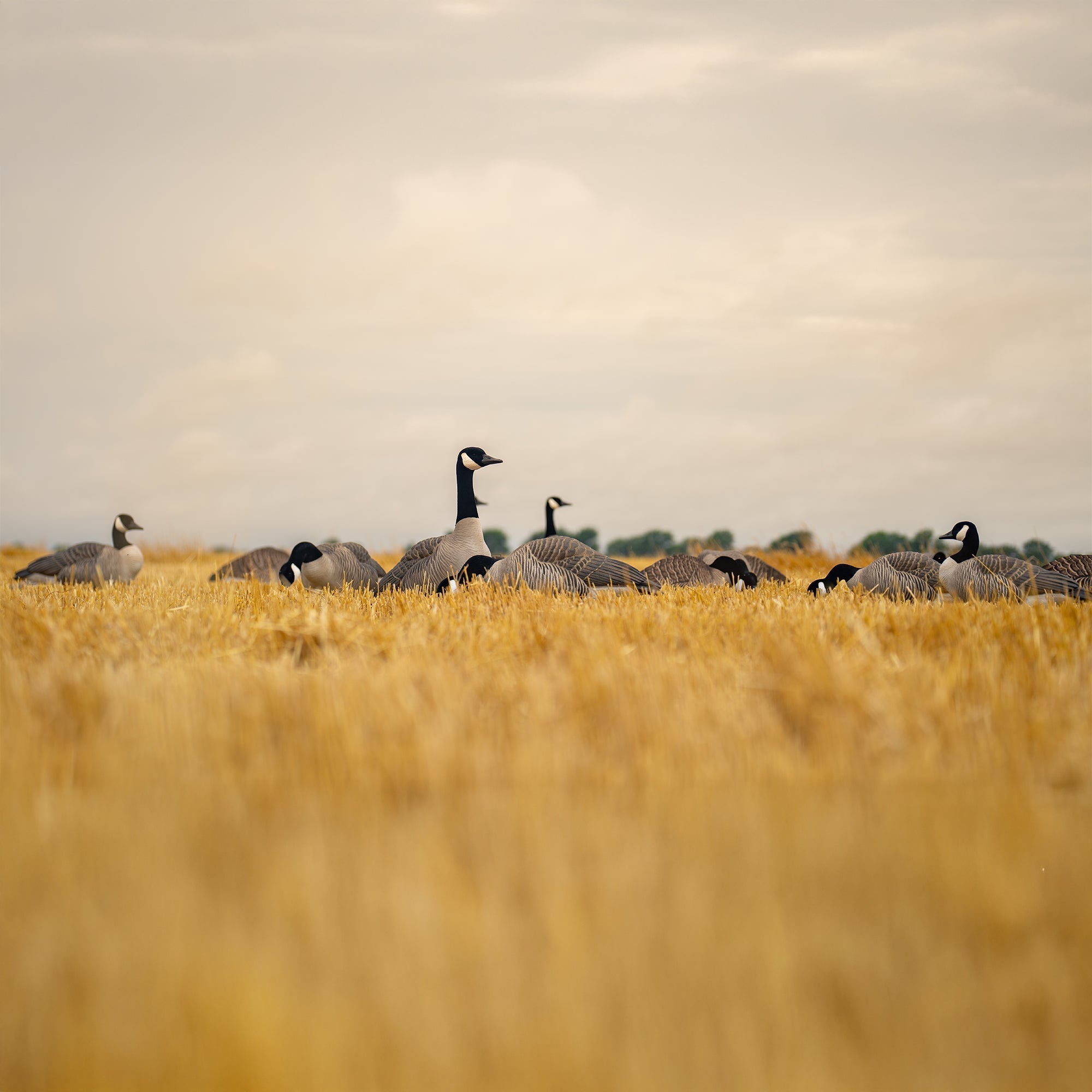 Canada Goose Full Bodies Full Bodies