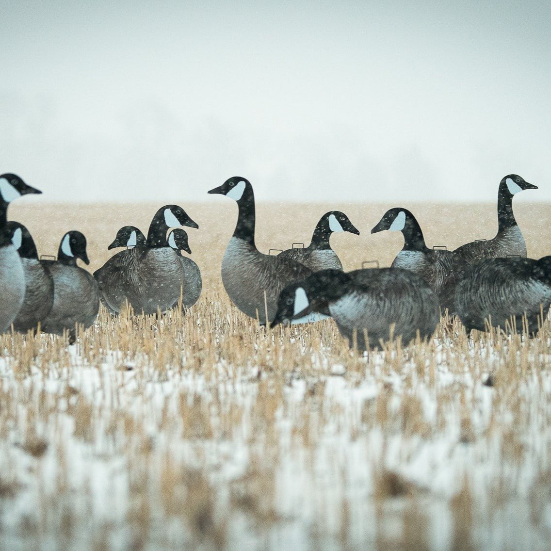 Cyber Monday 2024: 5 Dozen V2A Canada & Standard Bag Combo Bundle