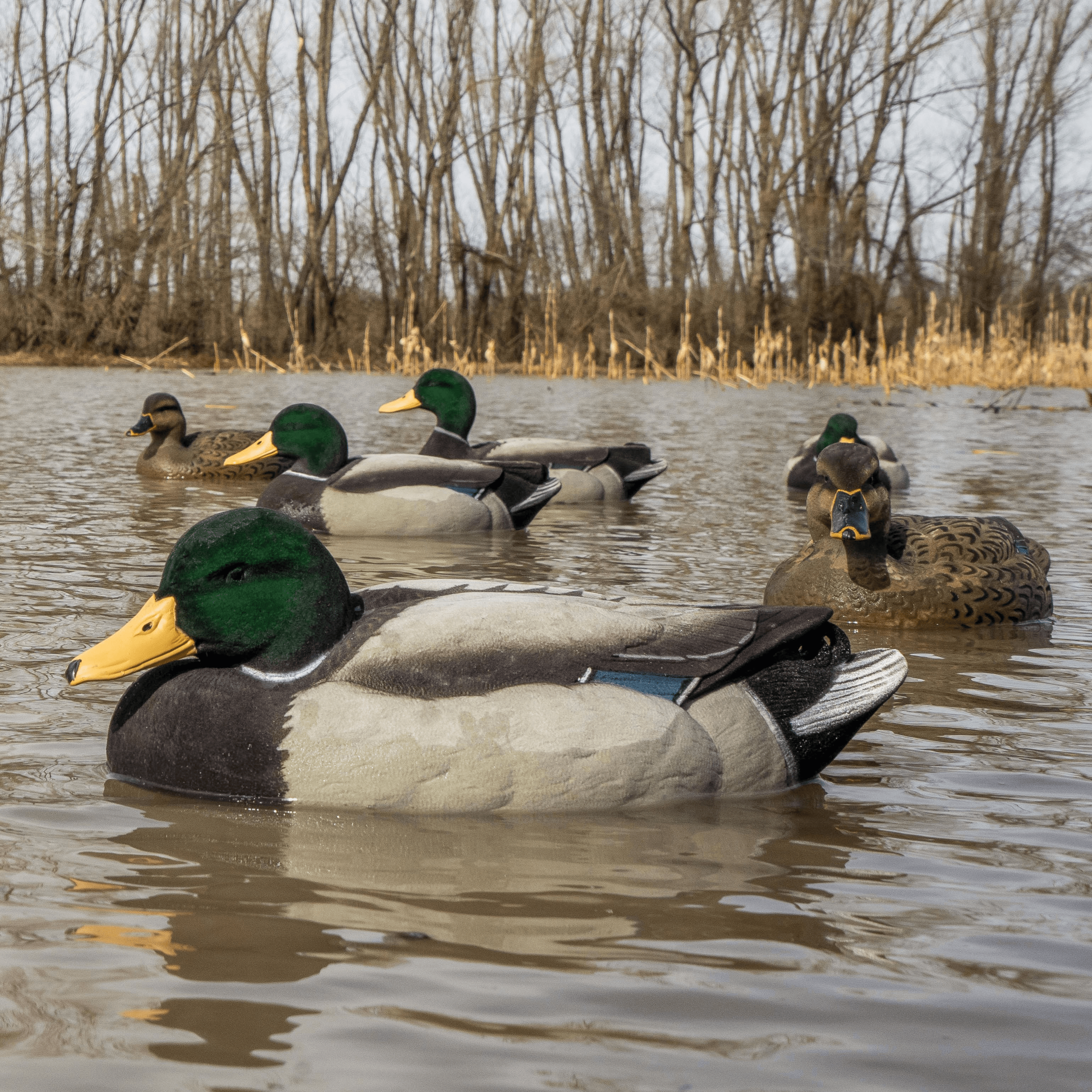 Fully Flocked Mallard Floaters Floaters 1 dz