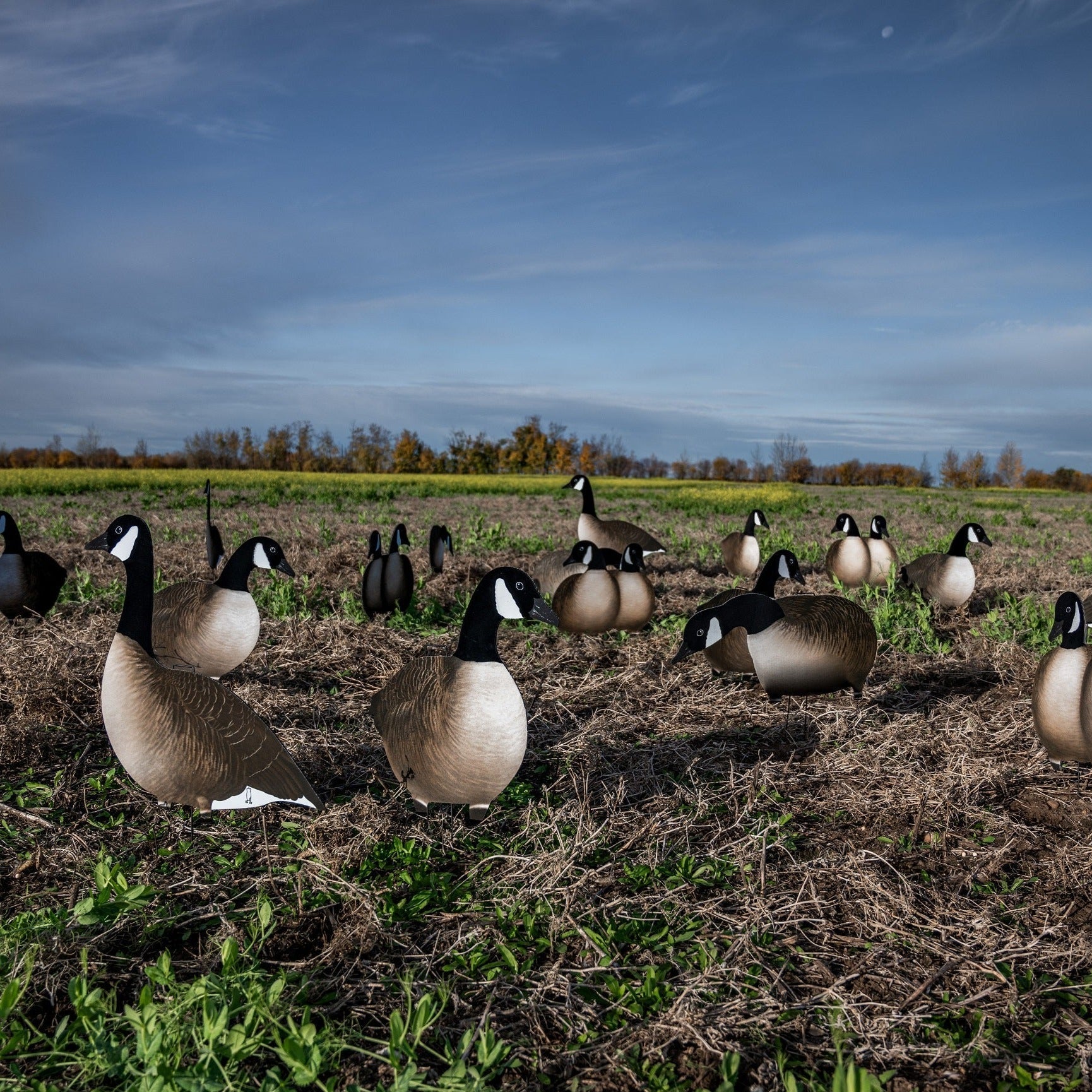 Alternate Fully Flocked Canada Goose Silhouettes silhouettes