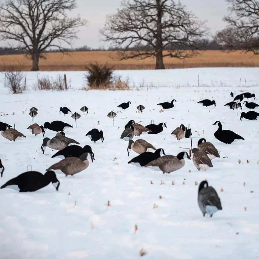 Black and White Silhouettes silhouettes