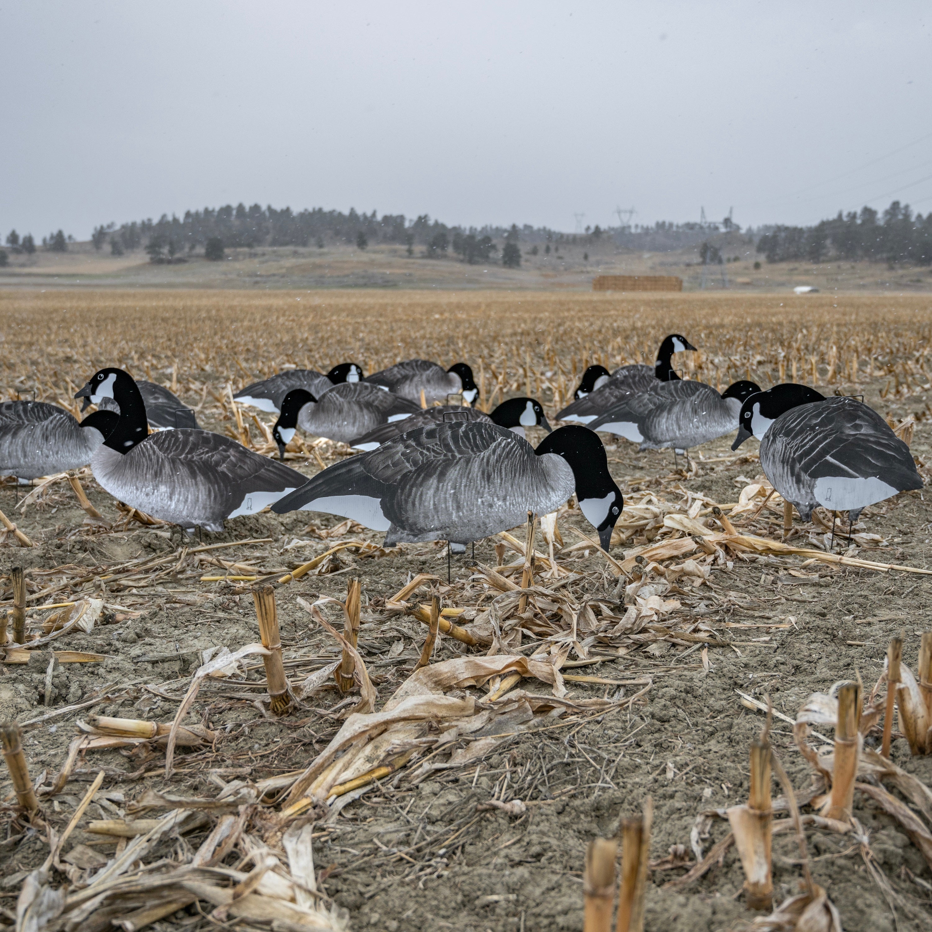 Flocked Canada Goose Silhouettes silhouettes