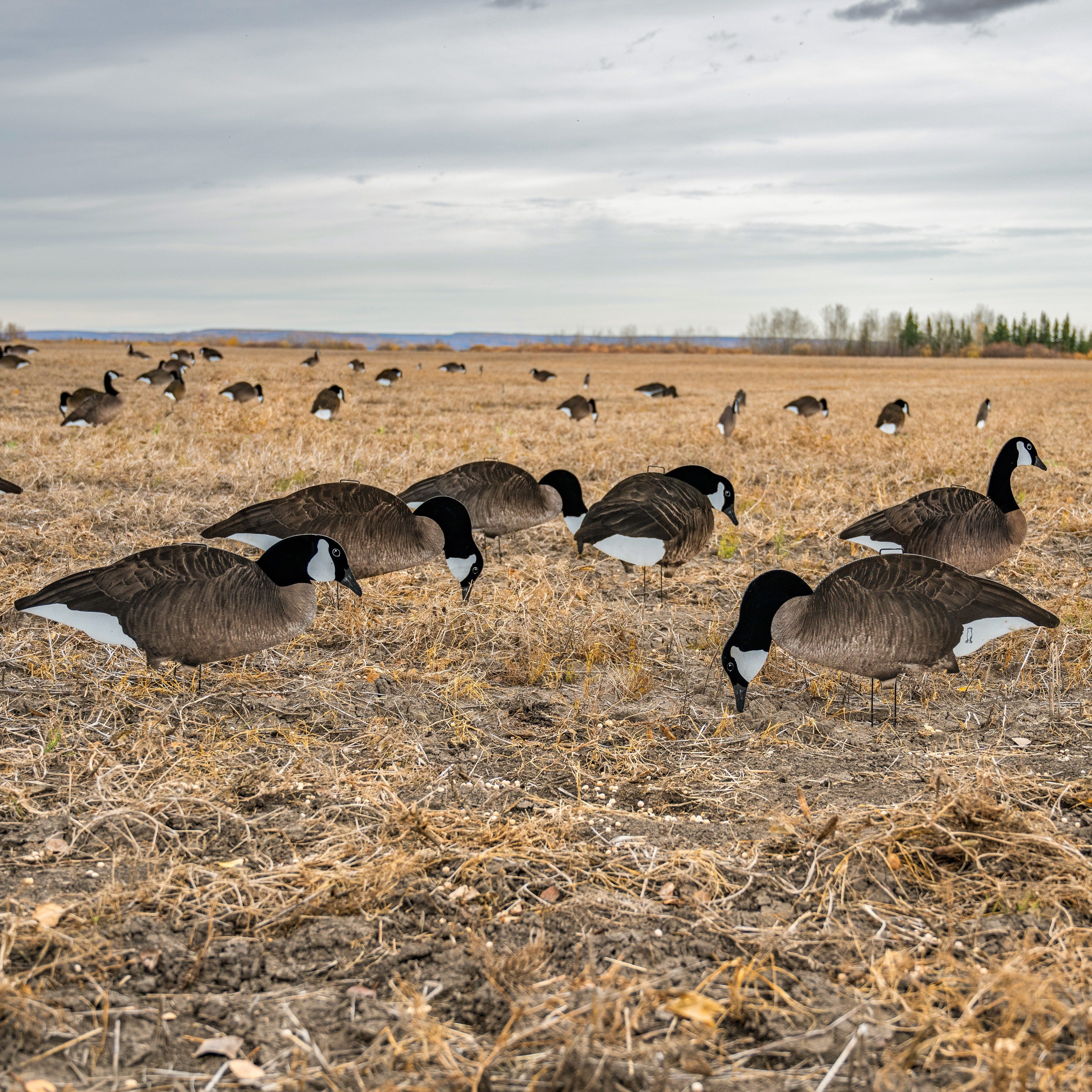 Fully Flocked Canada Goose Silhouettes silhouettes 1 dz