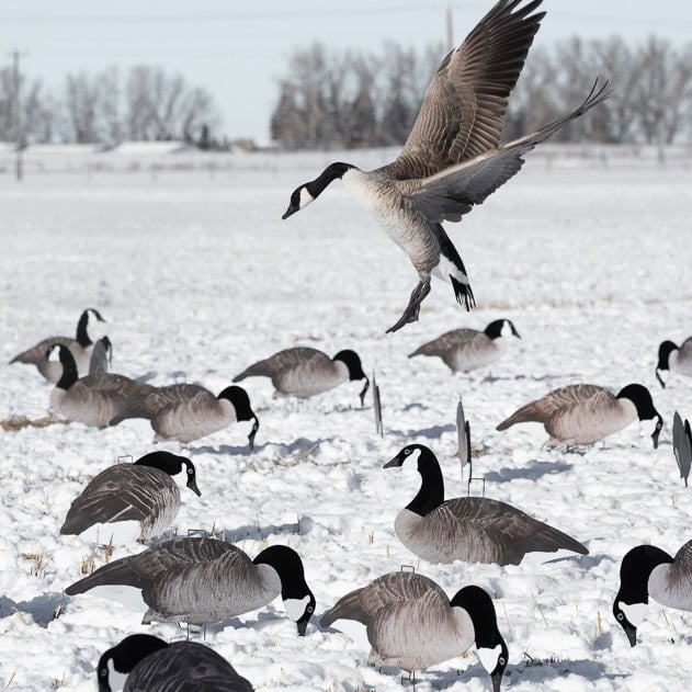 Flocked Canada Goose Silhouettes silhouettes