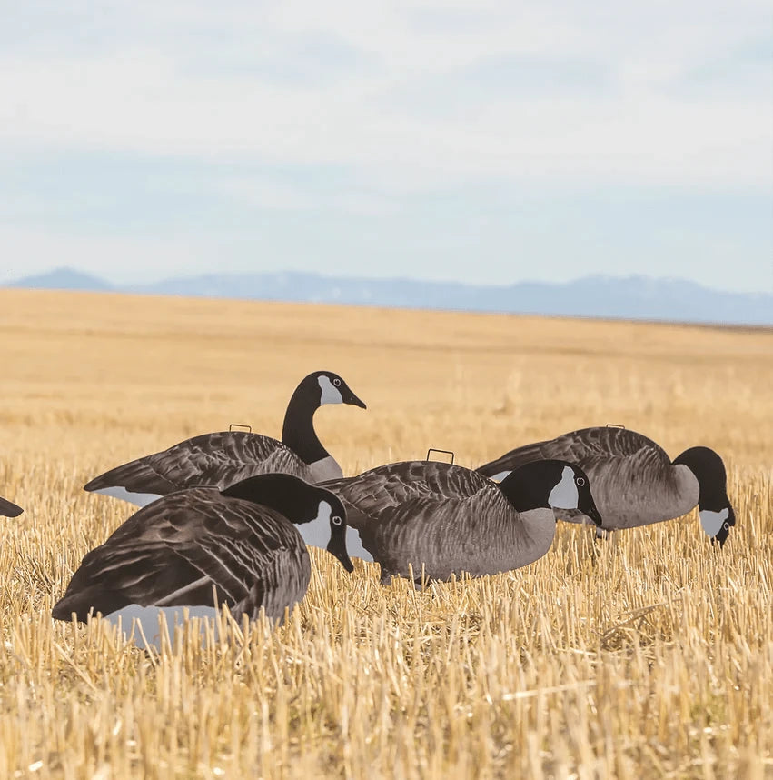 Canada Goose Silhouettes silhouettes