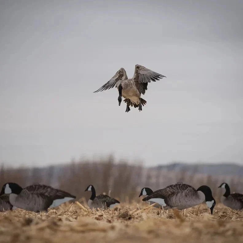 Canada Goose Silhouettes silhouettes