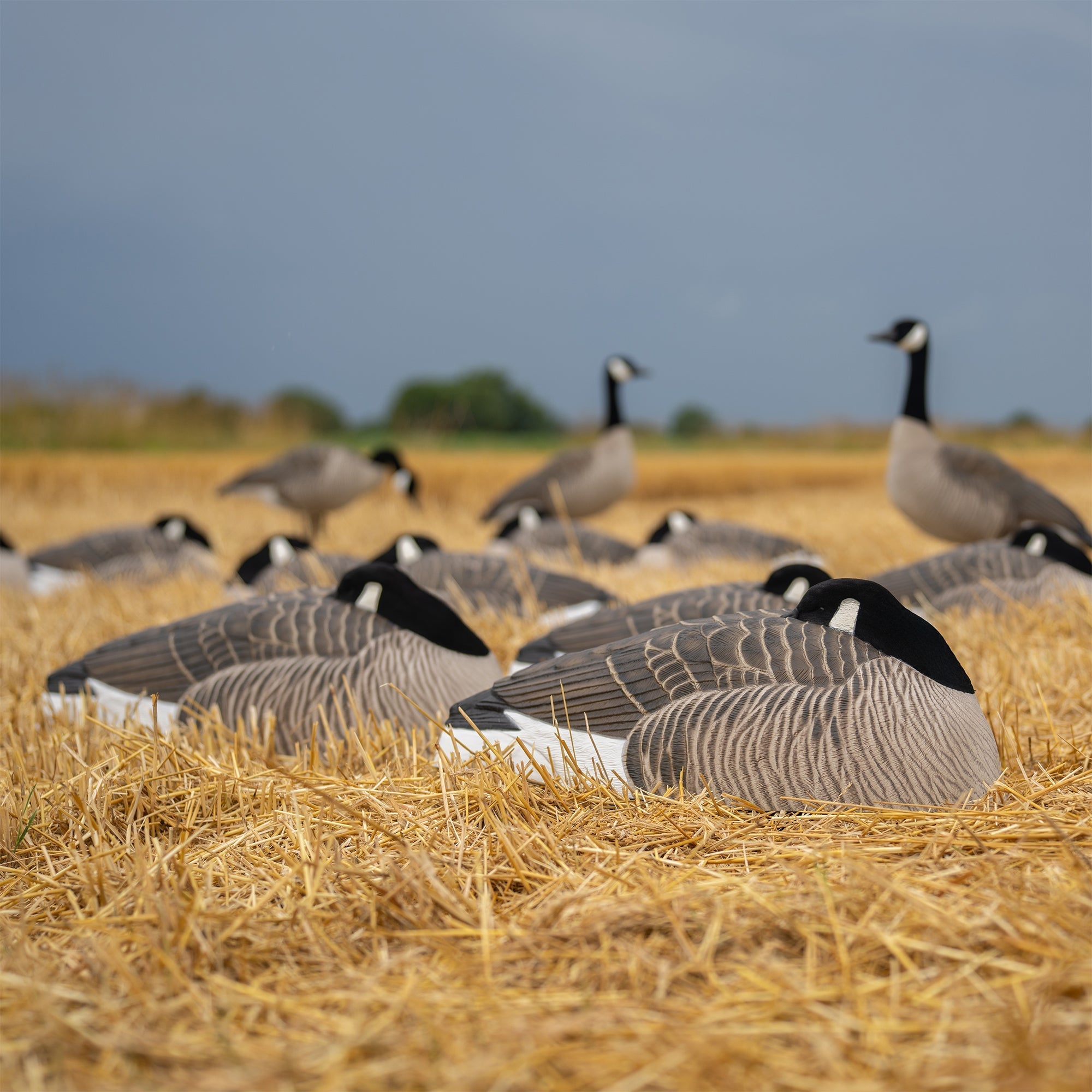 Sleeper Canada Shells Sleeper Shells