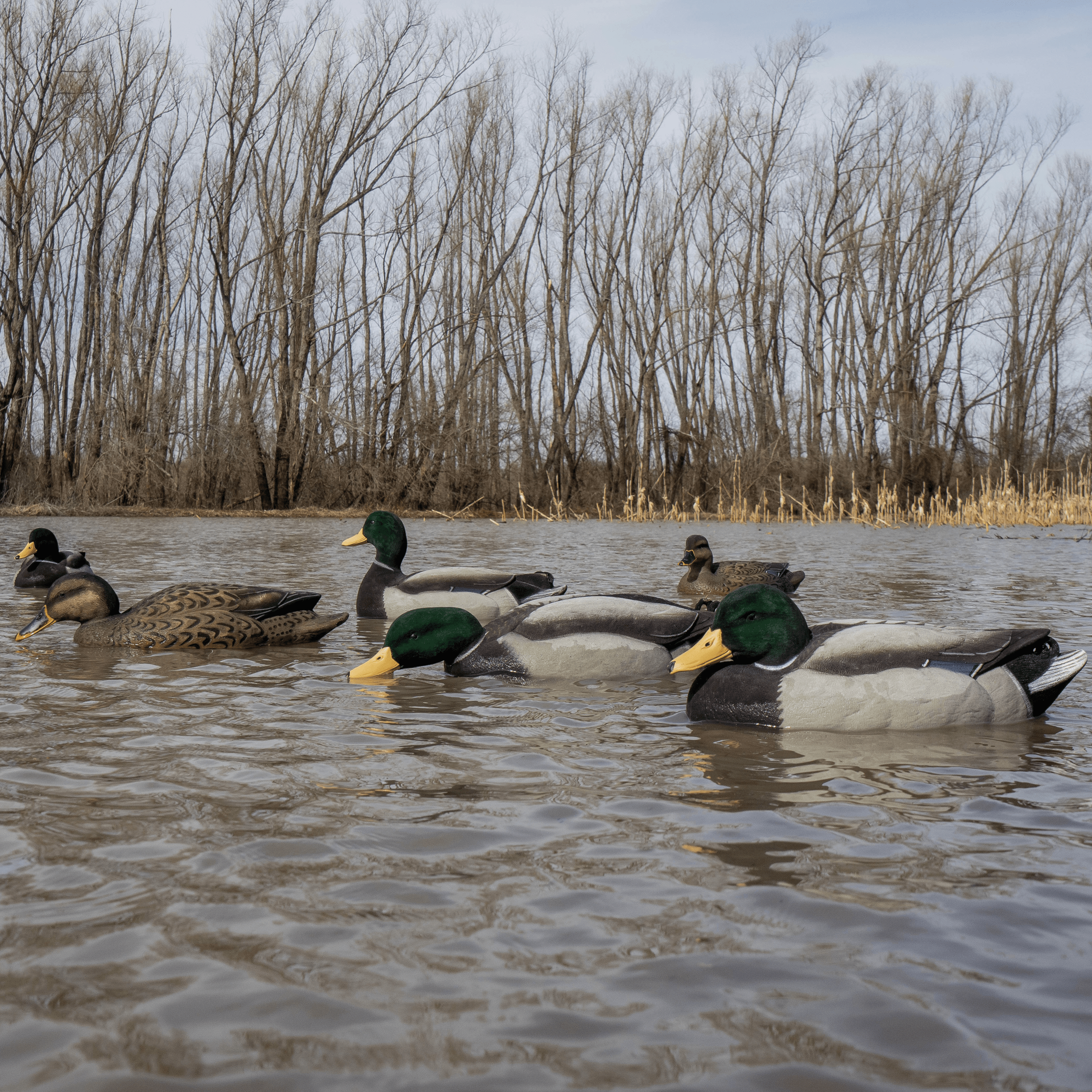 Fully Flocked Mallard Floaters Floaters