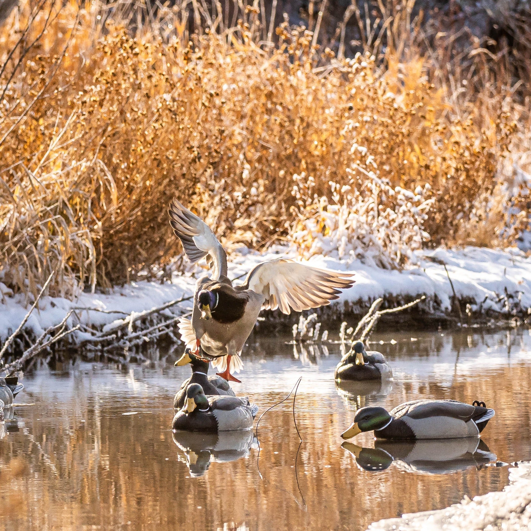 Mallard Floaters Floaters