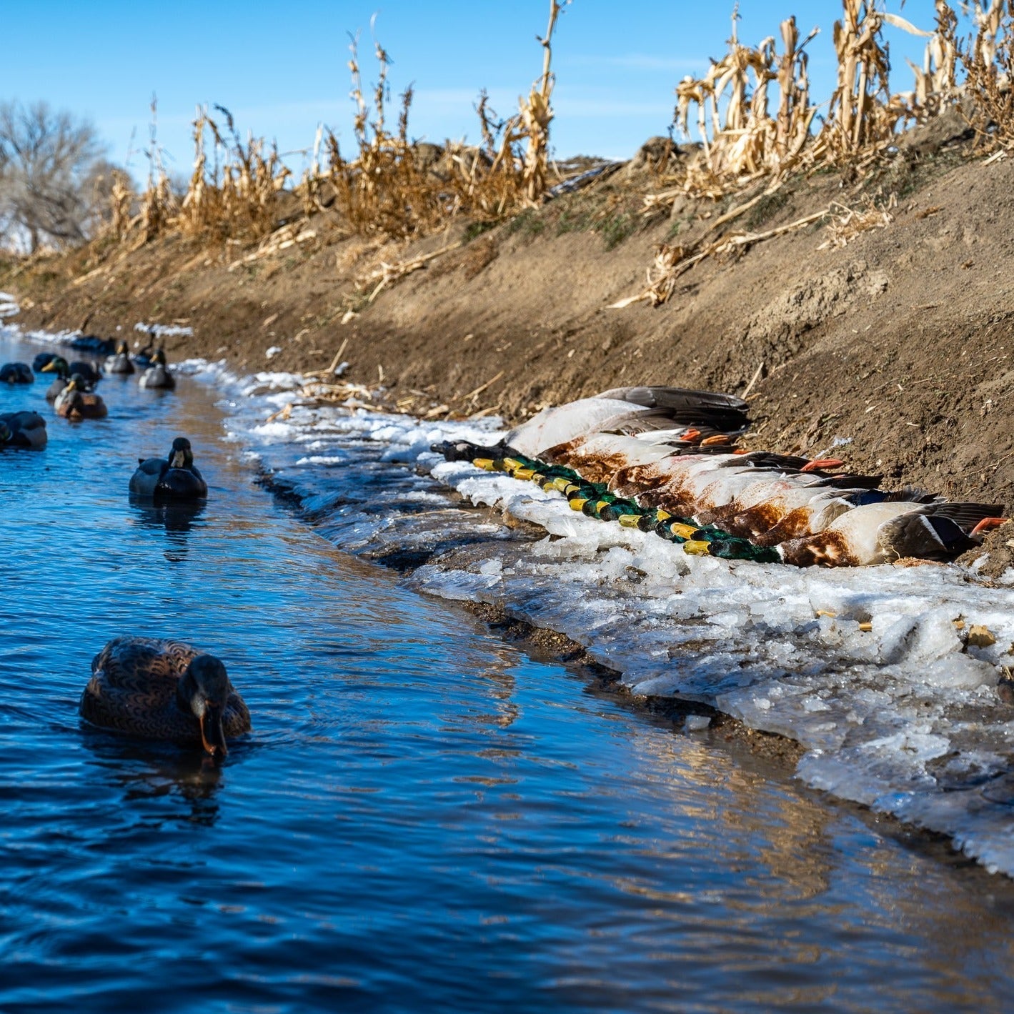 Mallard Floaters Floaters