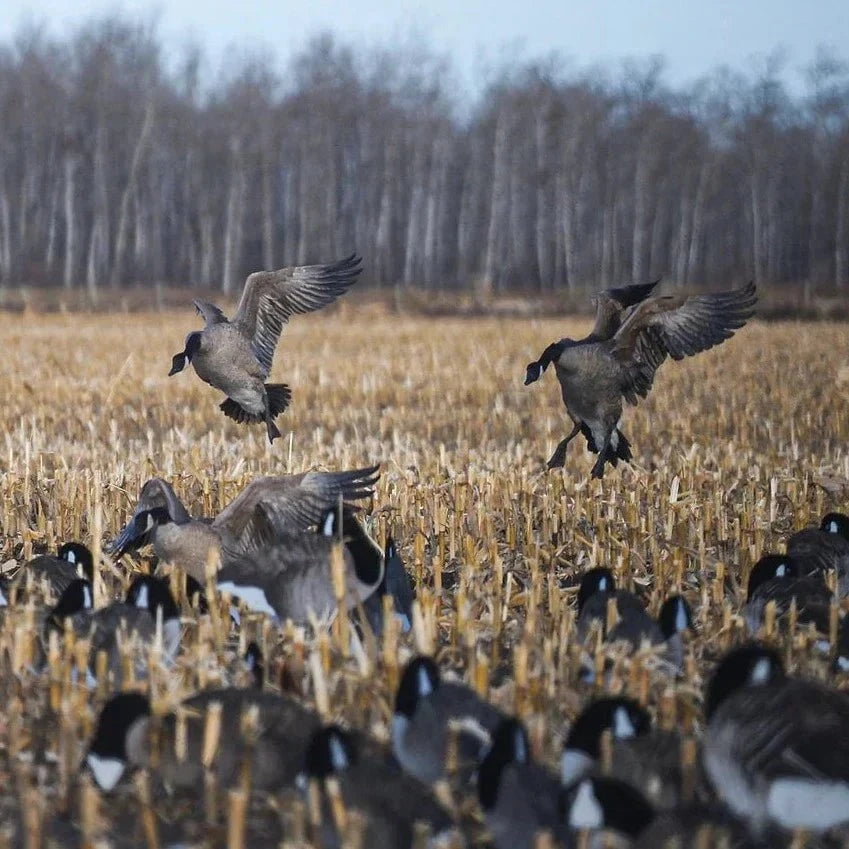 Flocked Sleeper Canada Goose Silhouettes silhouettes