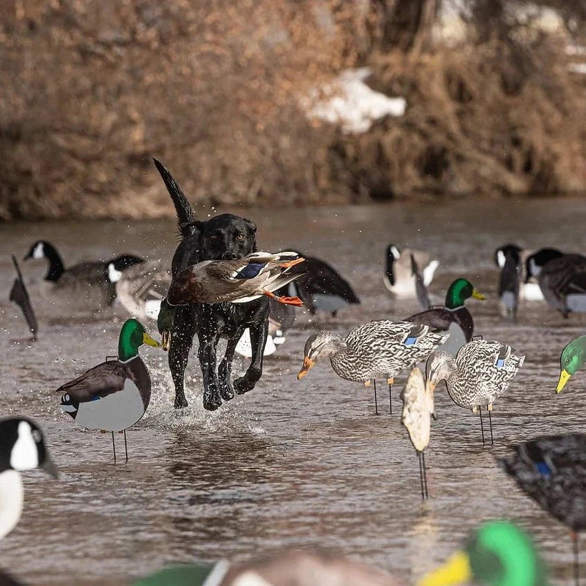 Mallard Silhouettes silhouettes