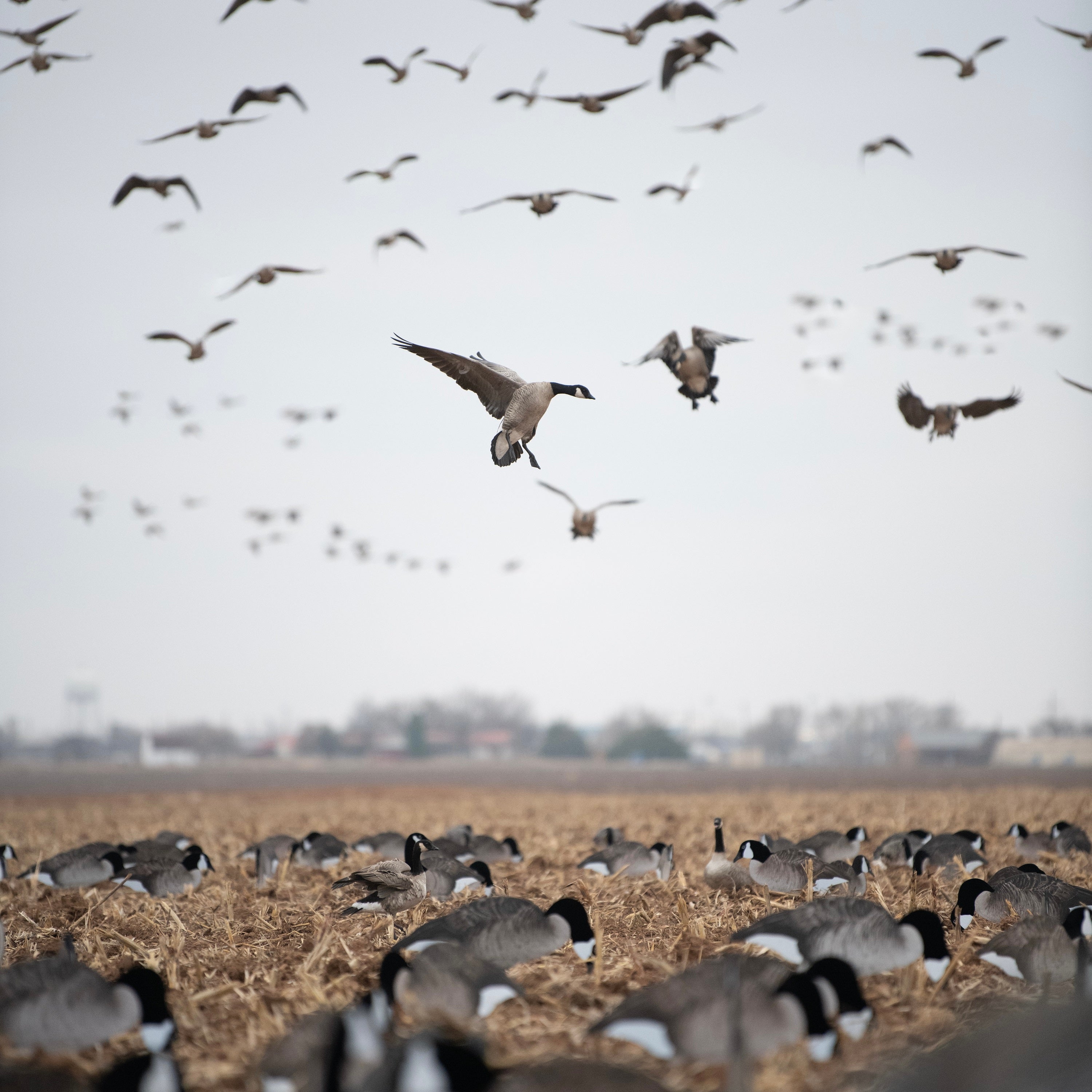 Flocked Canada Goose Silhouettes silhouettes