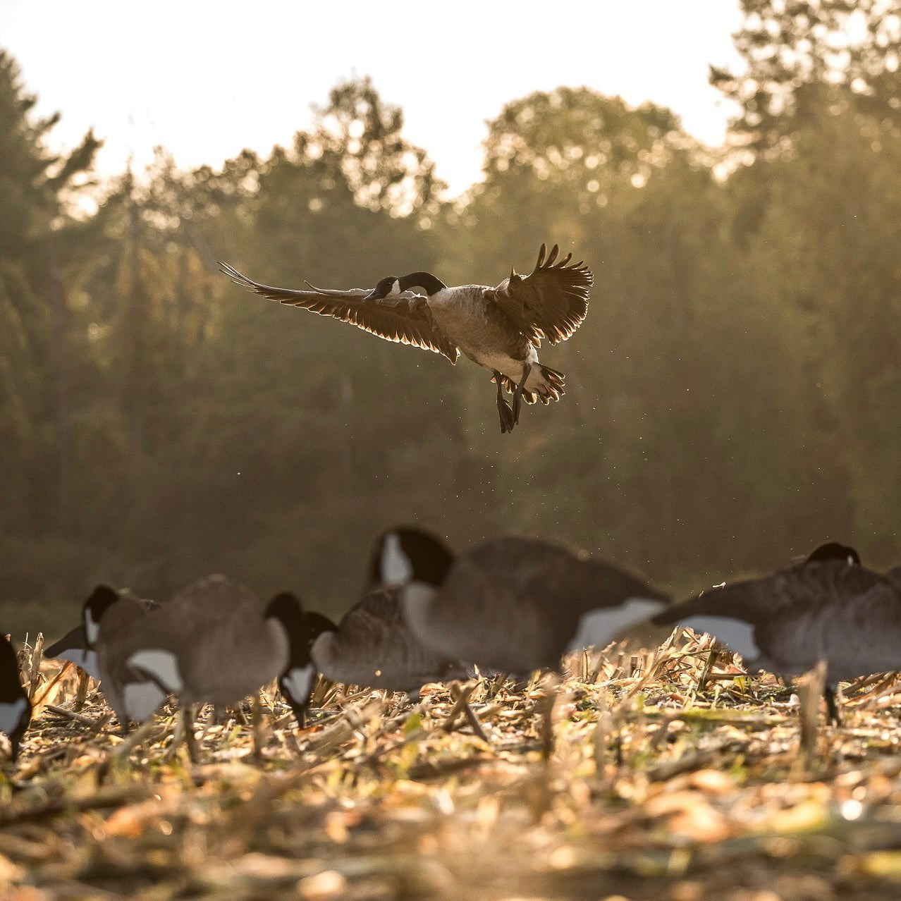 Flocked Canada Goose Silhouettes silhouettes
