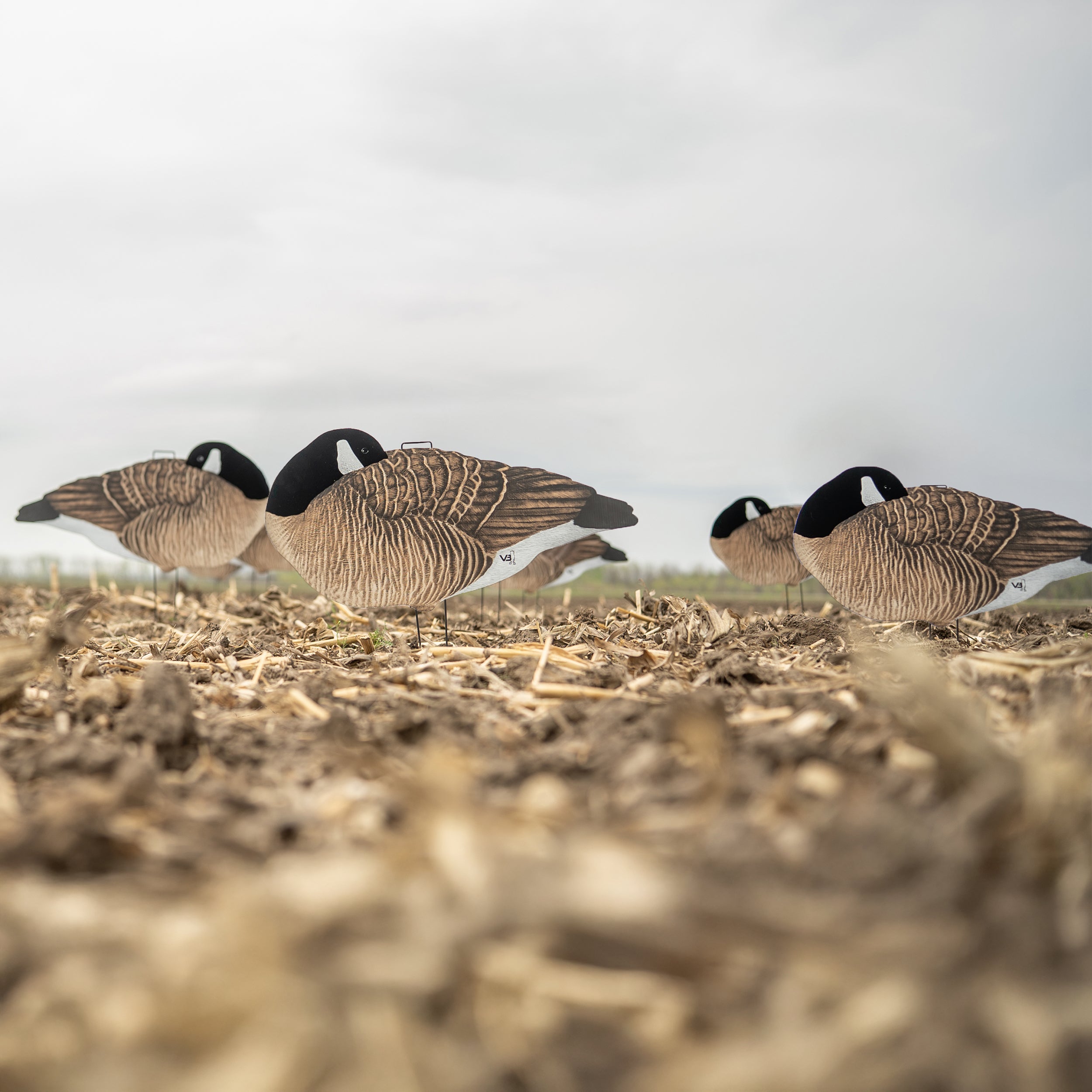 V3F Flocked Sleeper Canada Silhouettes silhouettes