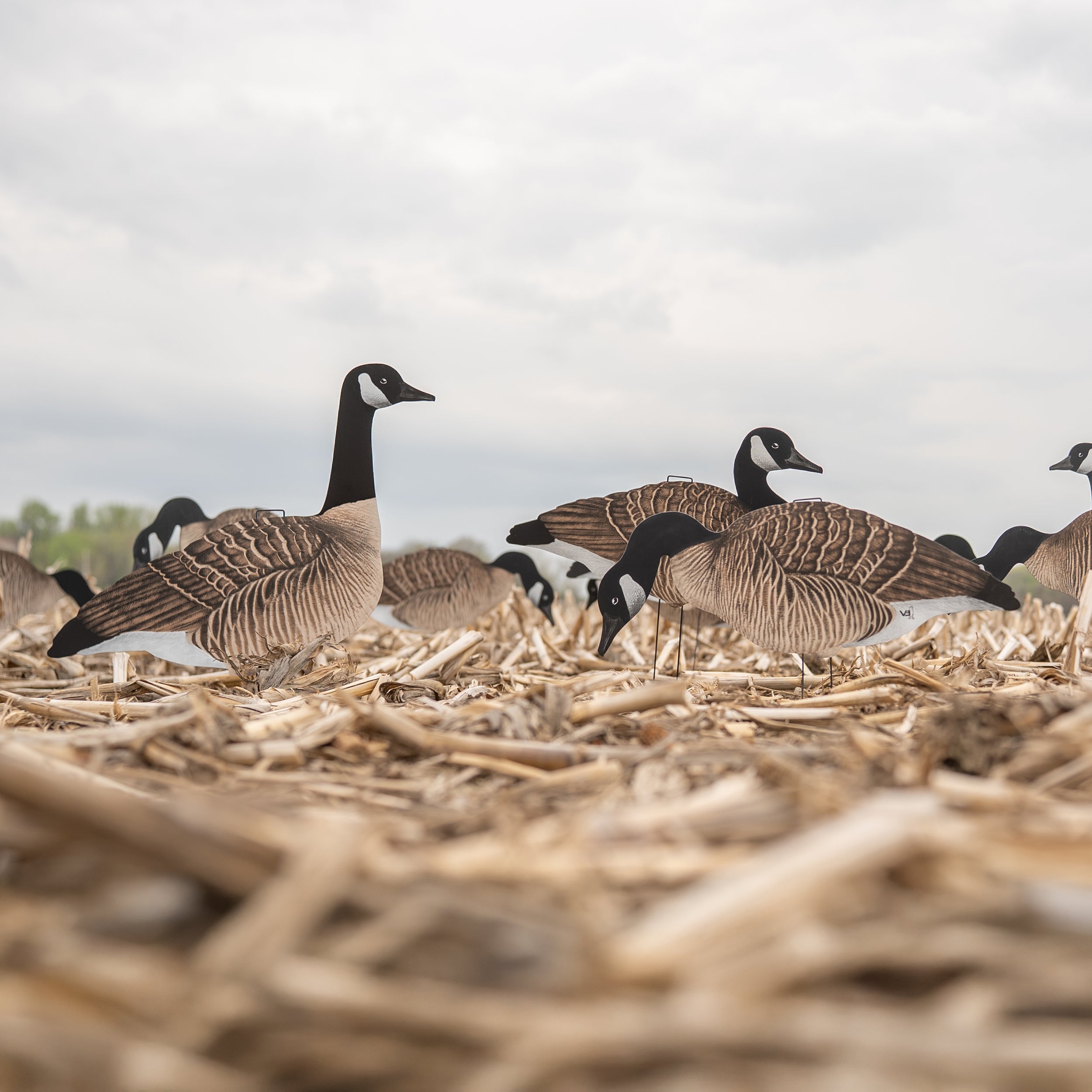 V3 Canada Silhouettes silhouettes